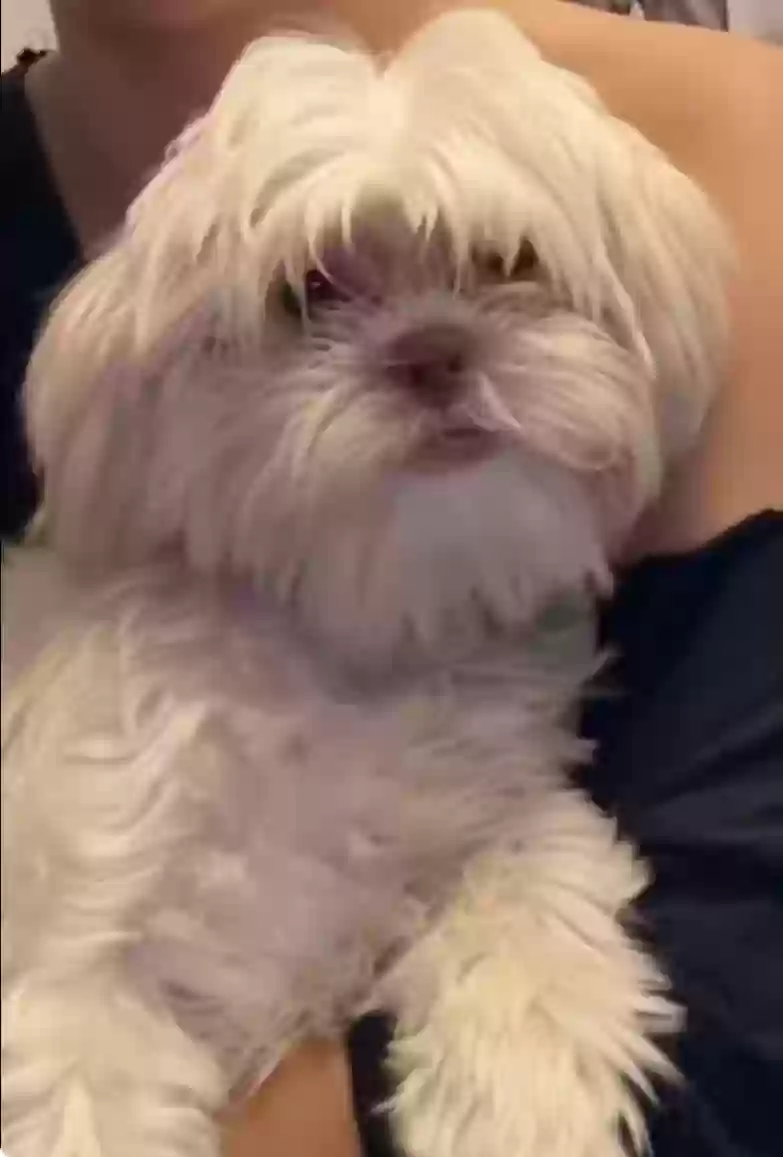 Lost dog in Saint Paul, MN, 55106