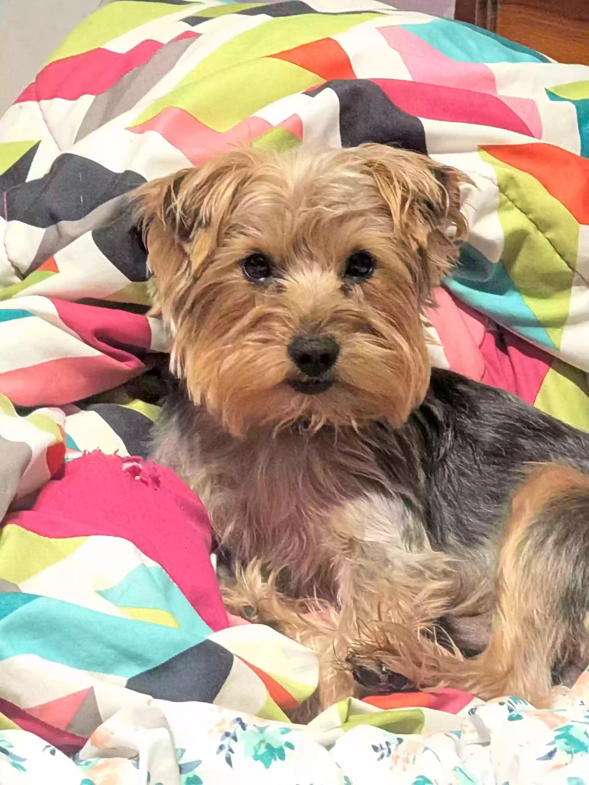 Lost dog in Modesto, CA, 95350