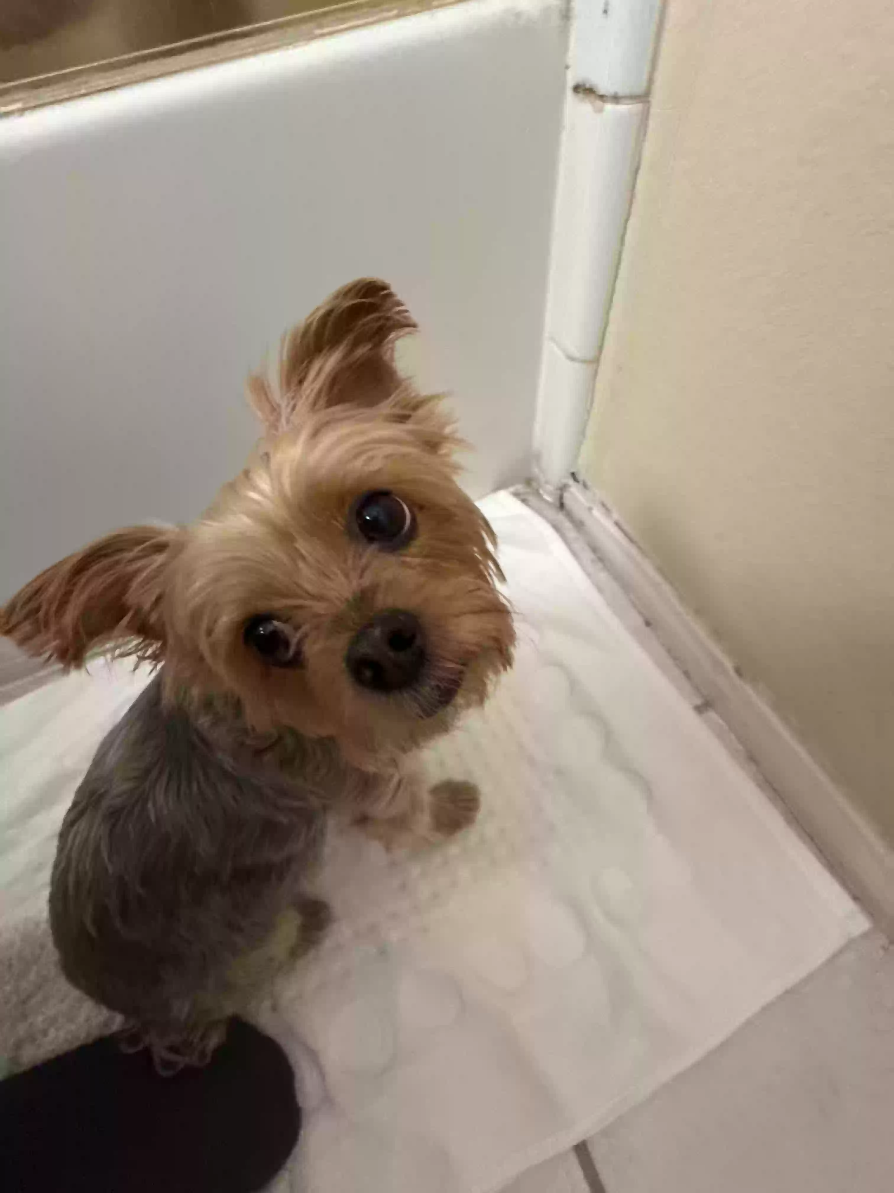 Lost dog in Henderson, NV, 89012