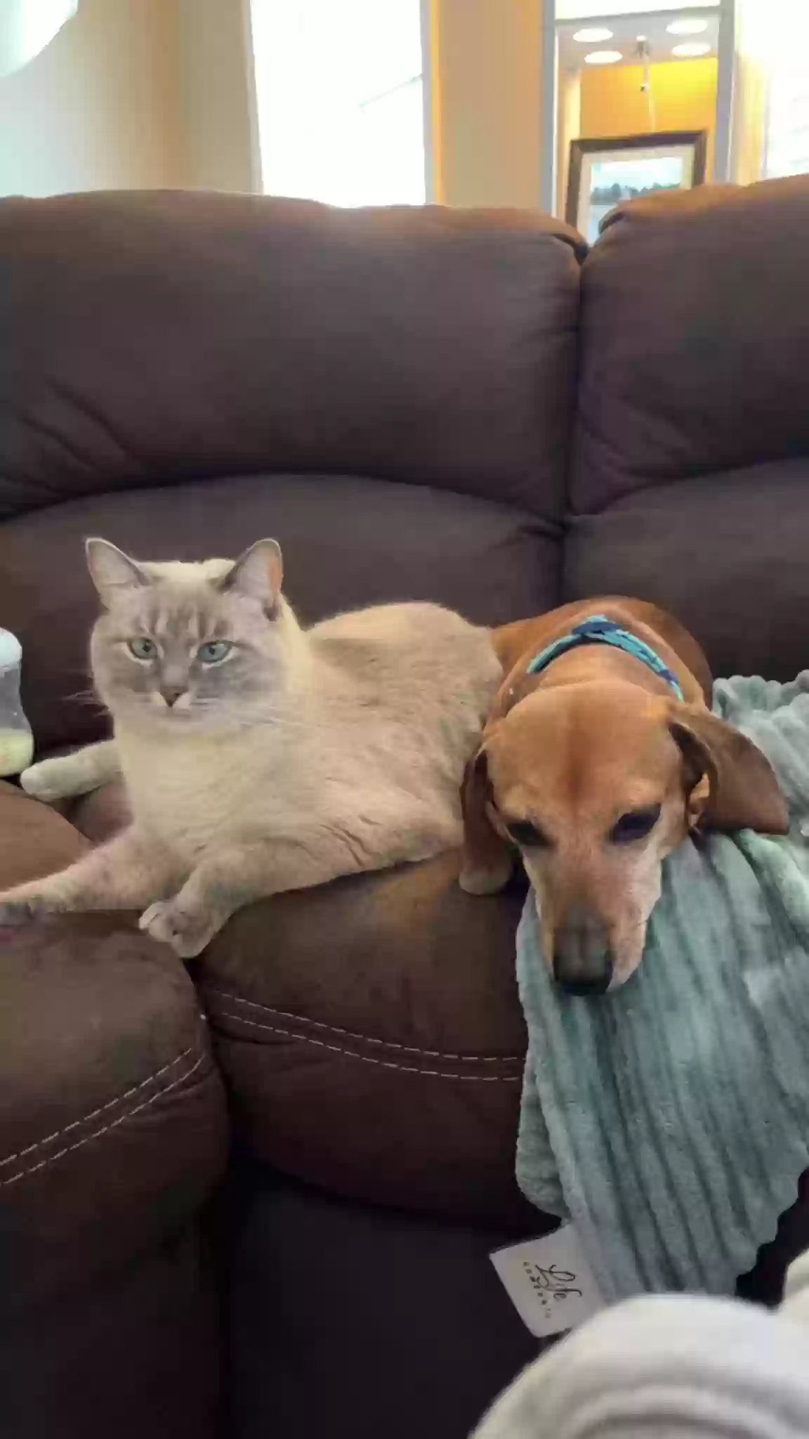 Lost cat in Huxley, IA, 50124