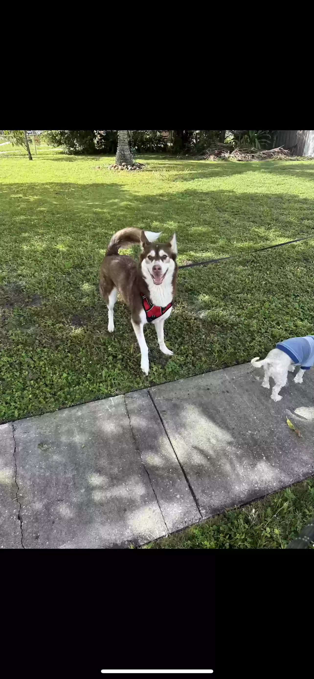 Lost dog in Lake Worth, FL, 33462