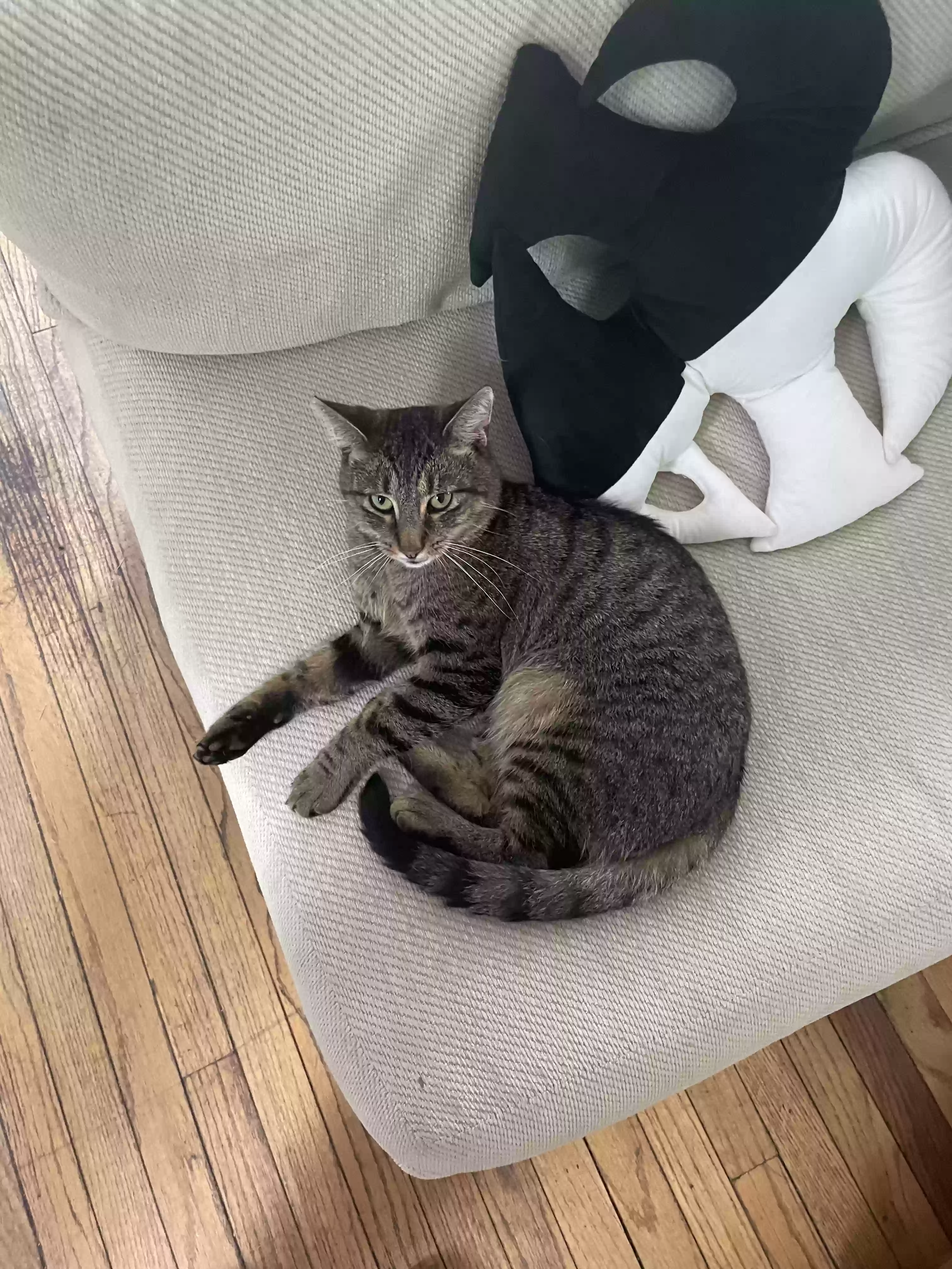 Lost cat in Port Jefferson, NY, 11777