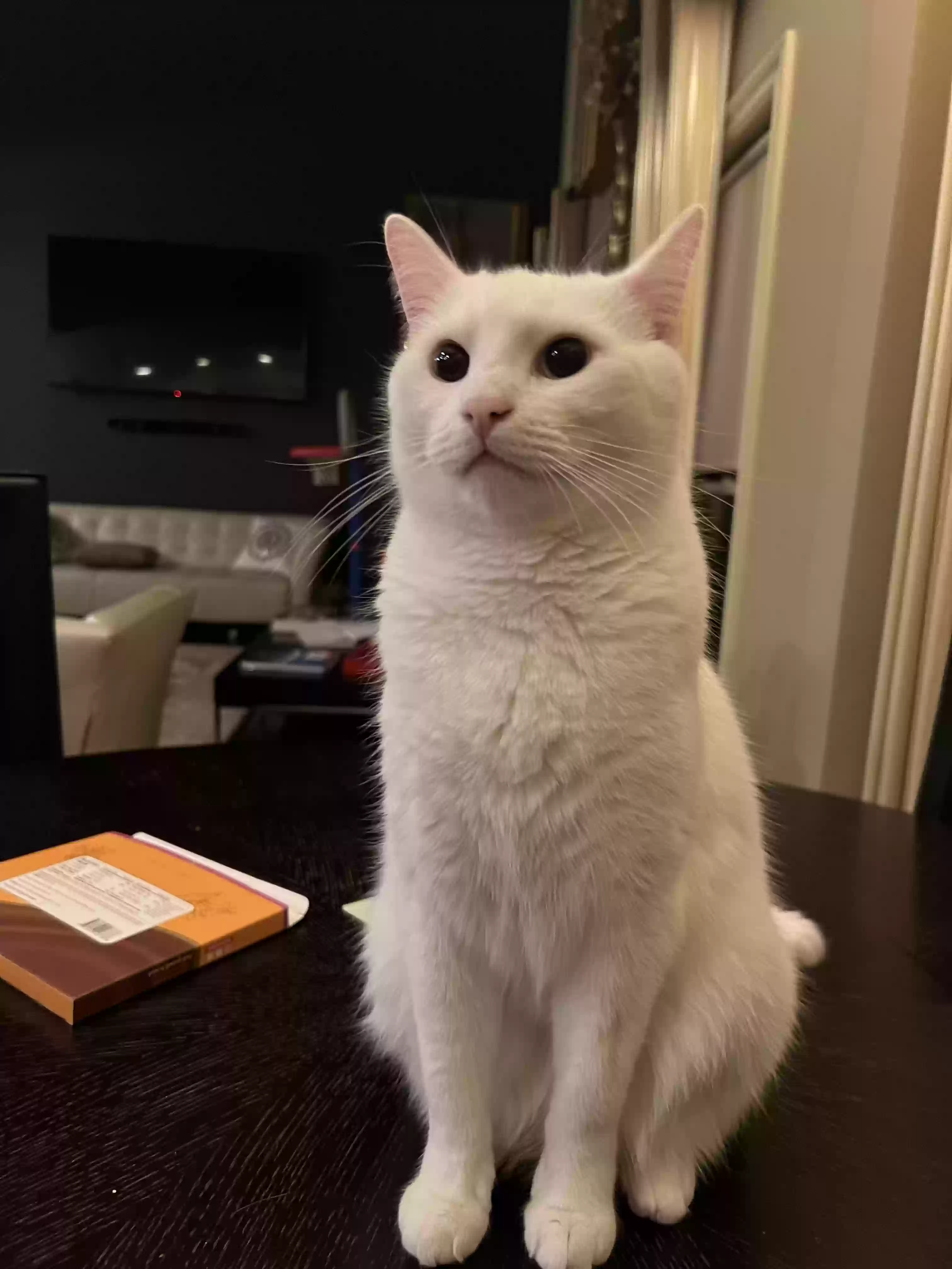Lost cat in Marietta, GA, 30068