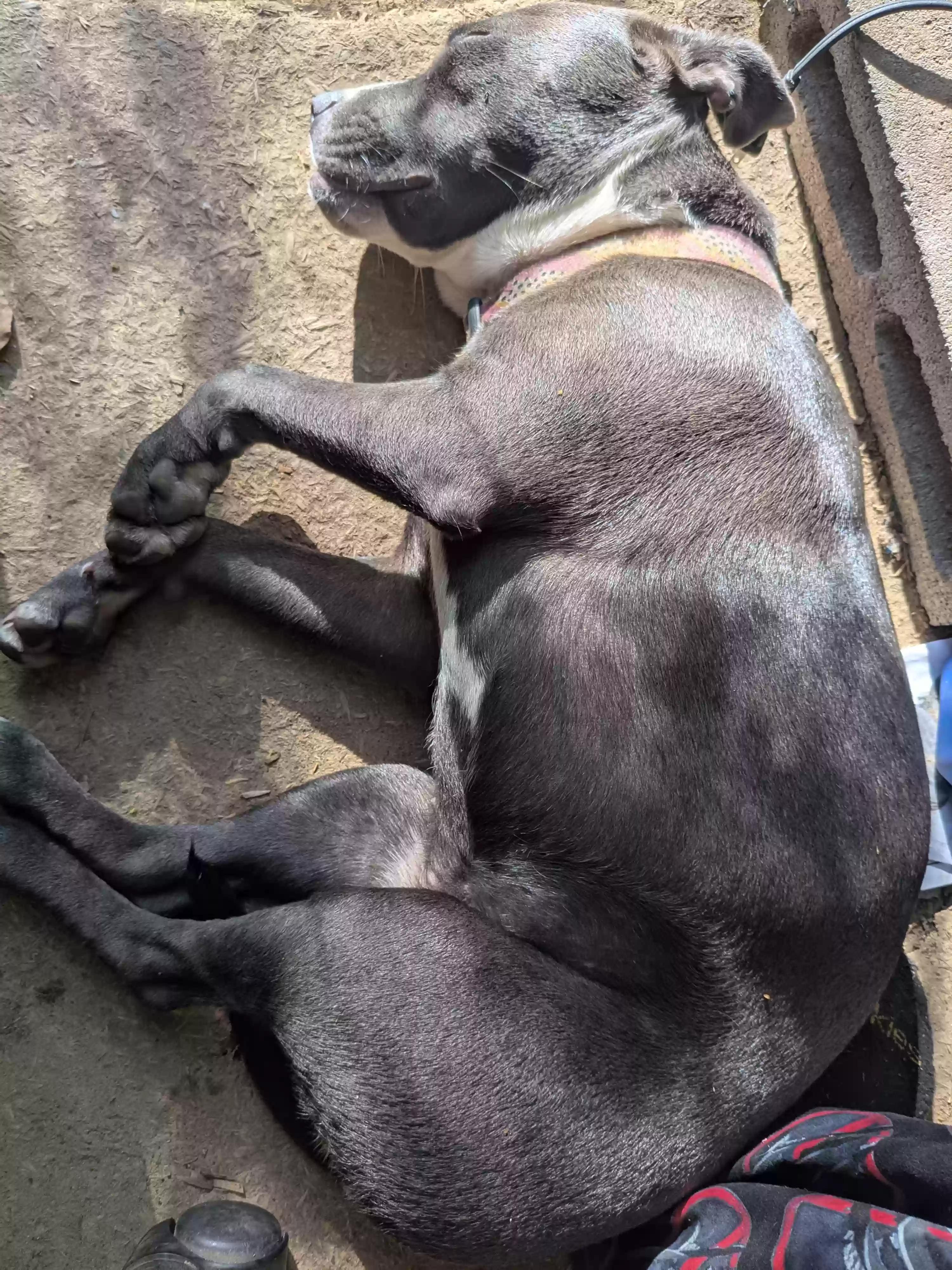 Lost dog in Northport, AL, 35475