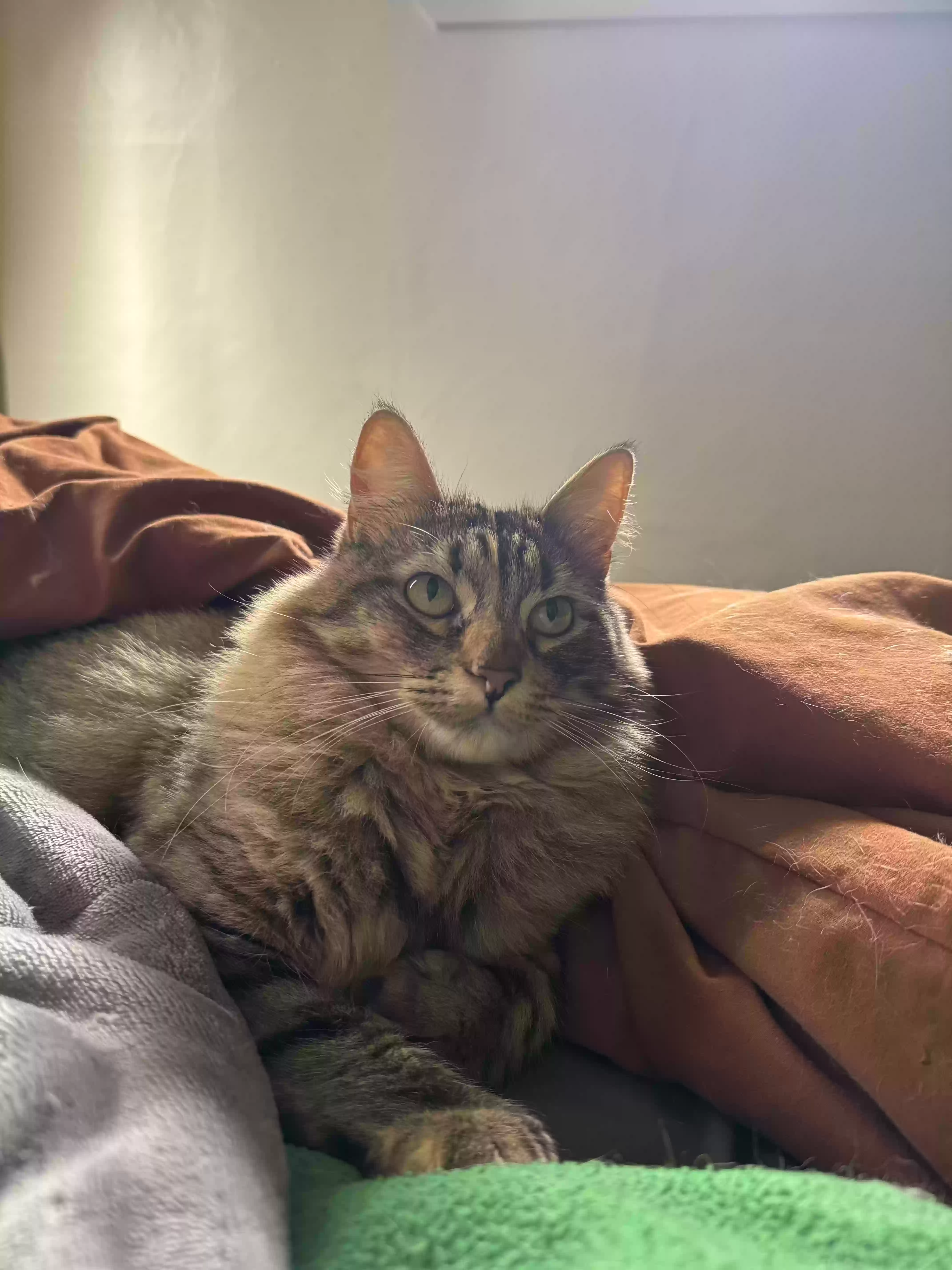 Lost cat in Spokane, WA, 99207