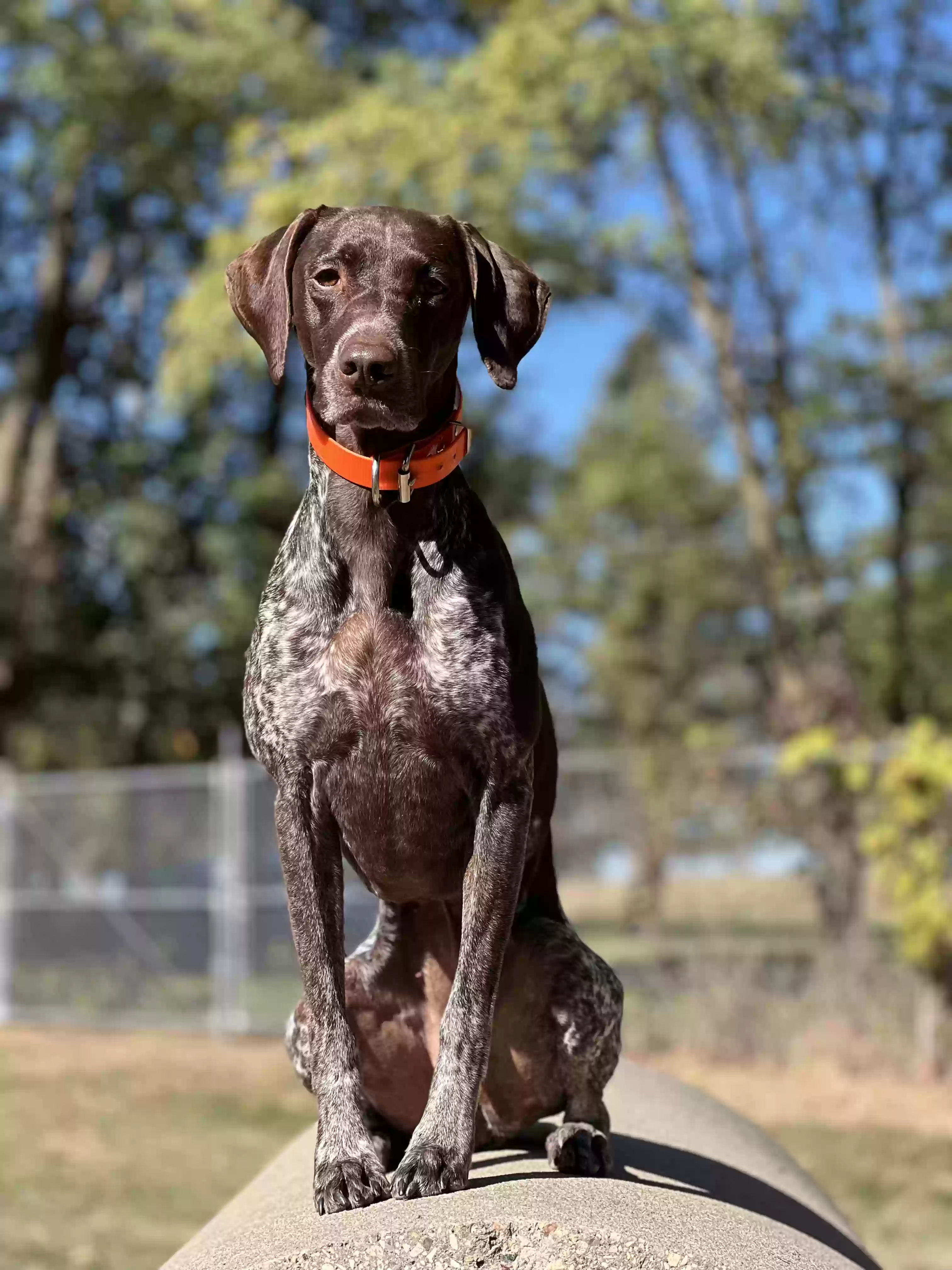 Lost dog in Edgerton, WI, 53534