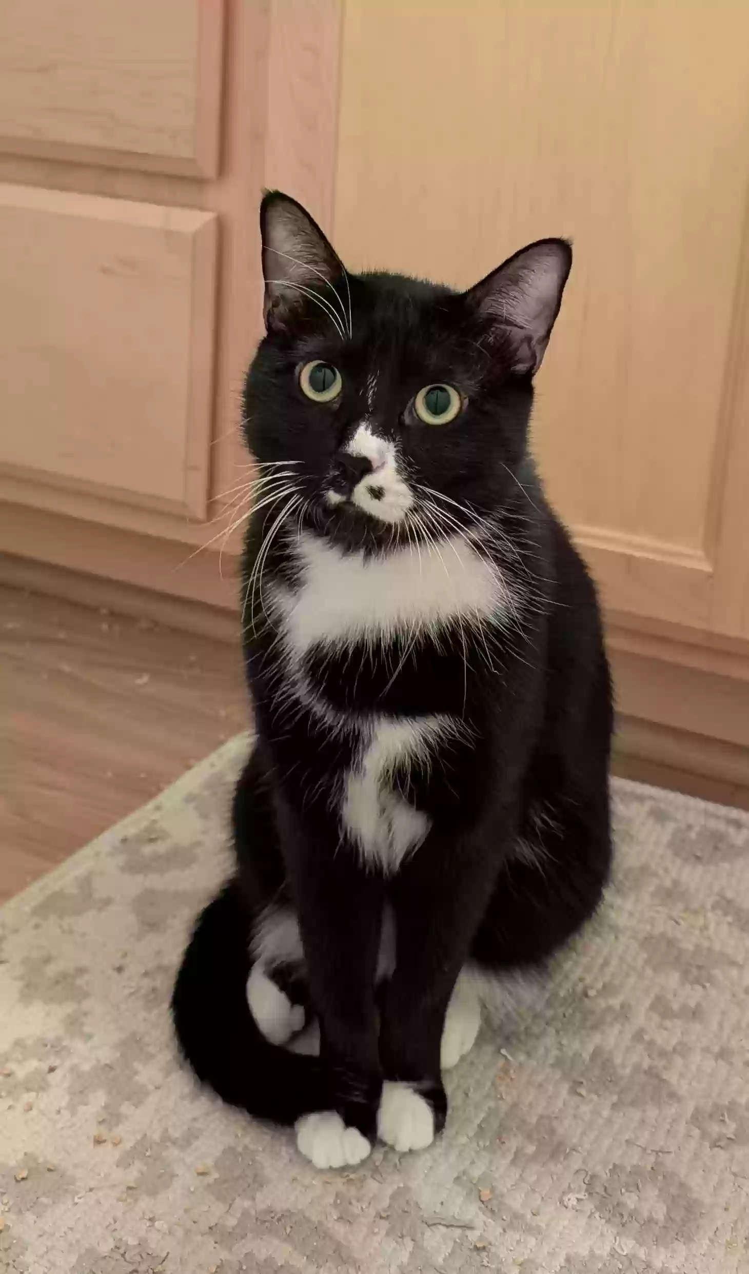 Lost cat in Rancho Cordova, CA, 95670