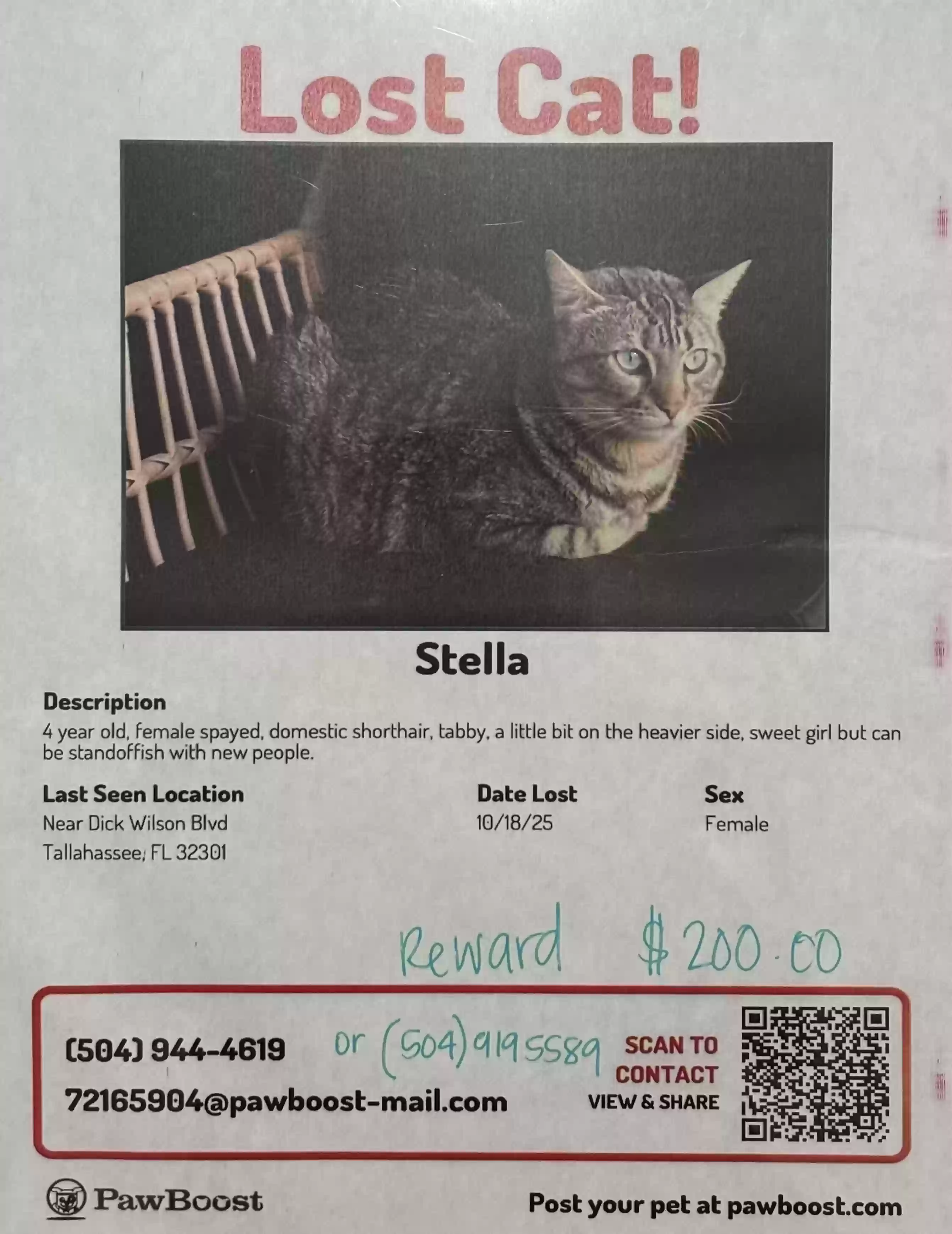 Lost cat in Tallahassee, FL, 32301