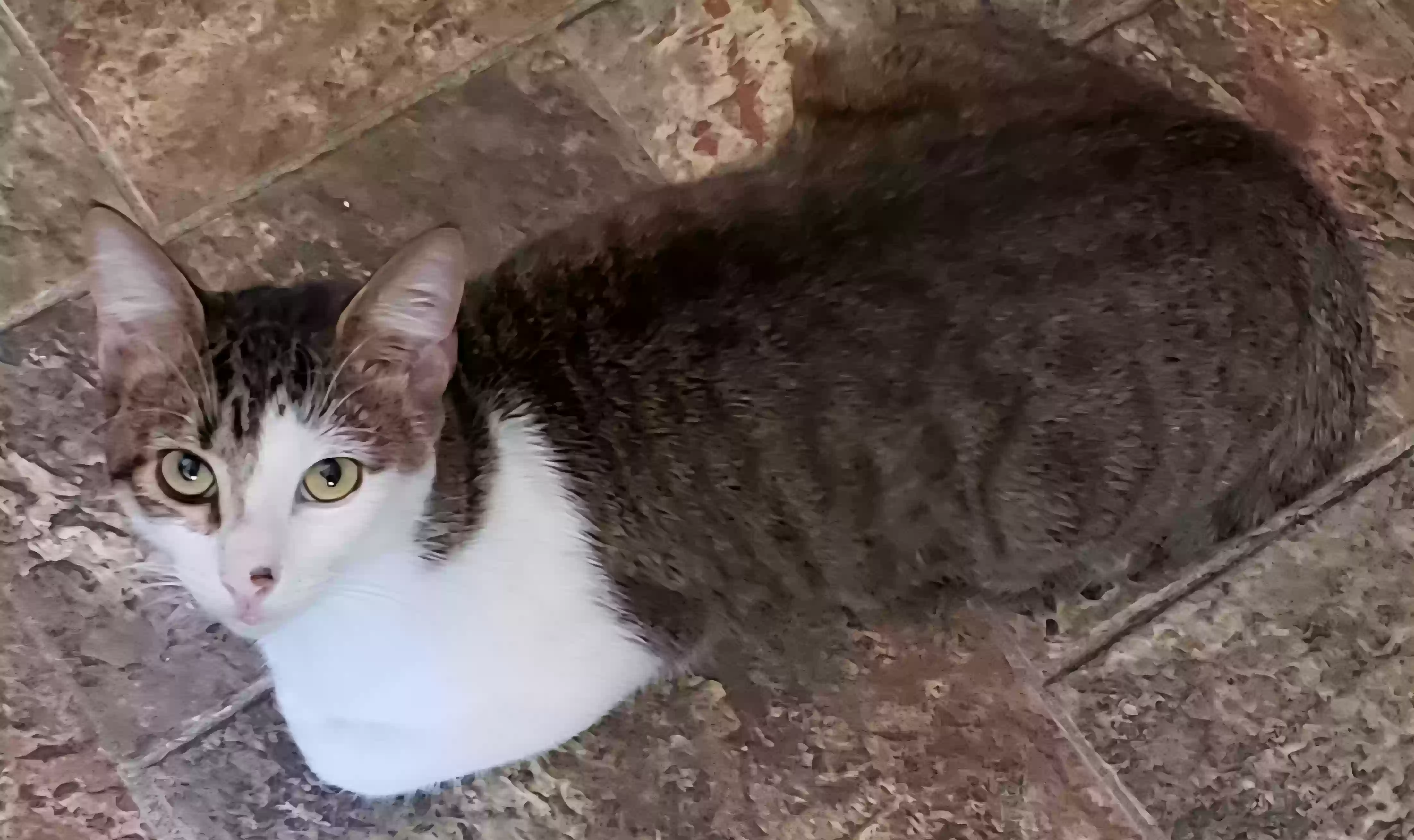 Lost cat in Montgomery, TX, 77316