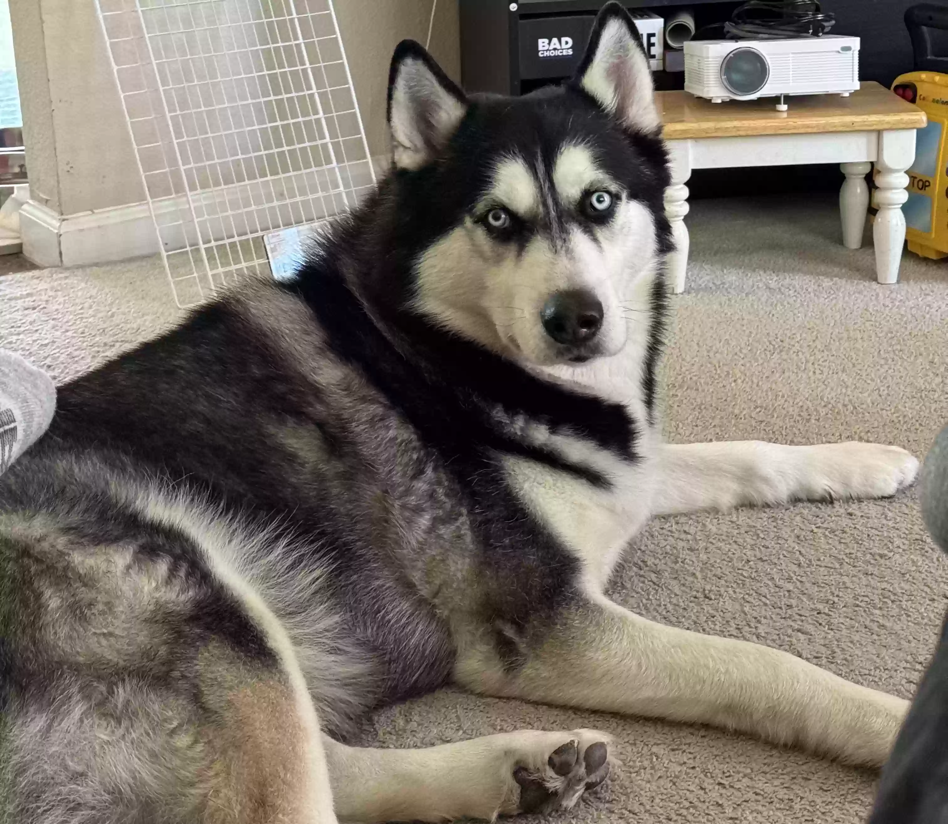Lost dog in Suisun City, CA, 94585