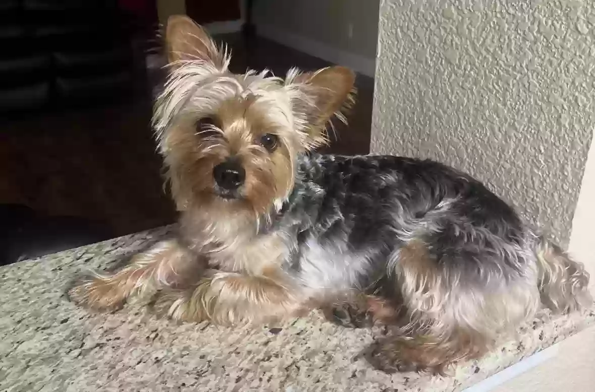 Lost dog in Aubrey, TX, 76227