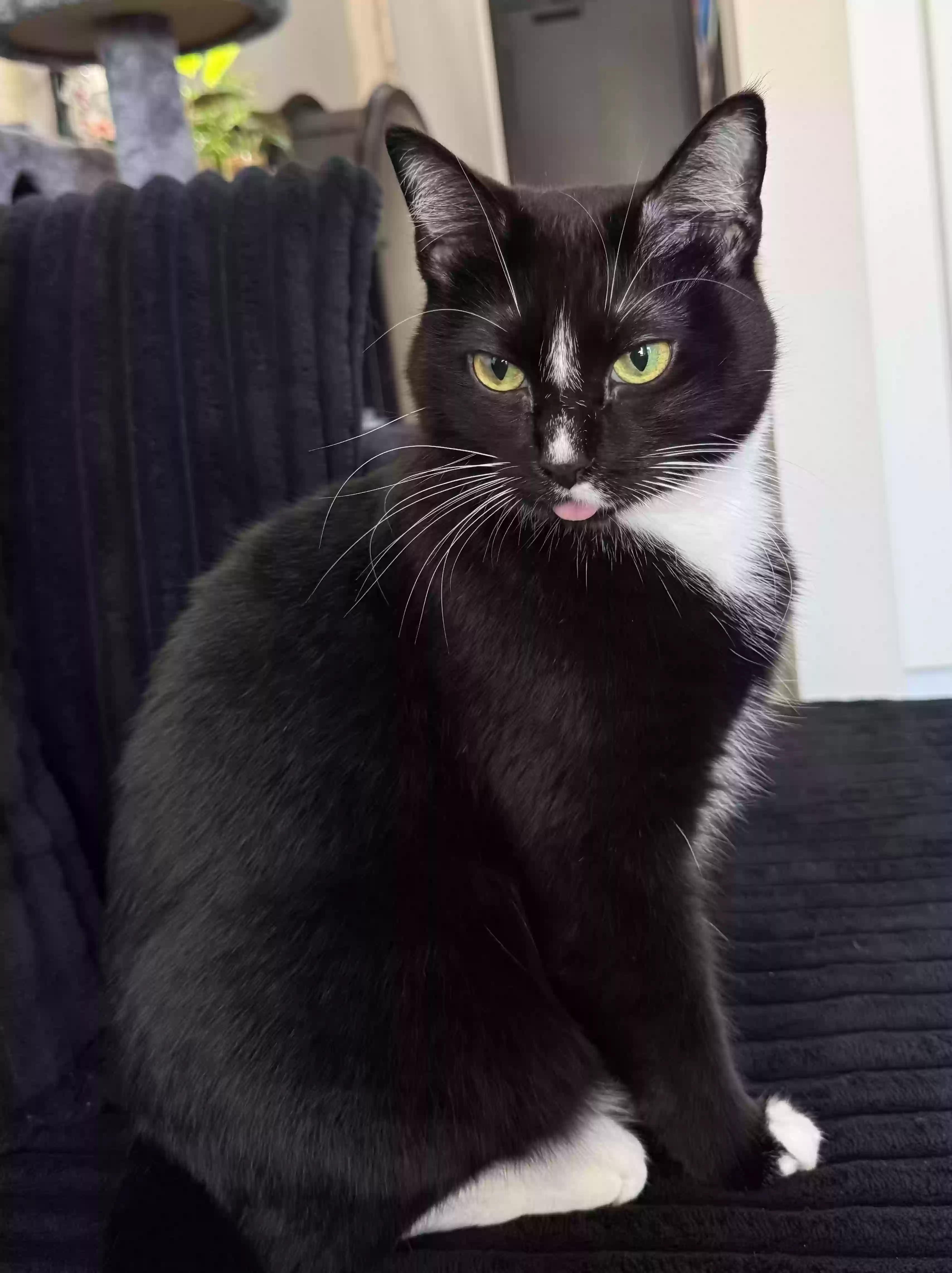Lost cat in Saint Louis, MO, 63110