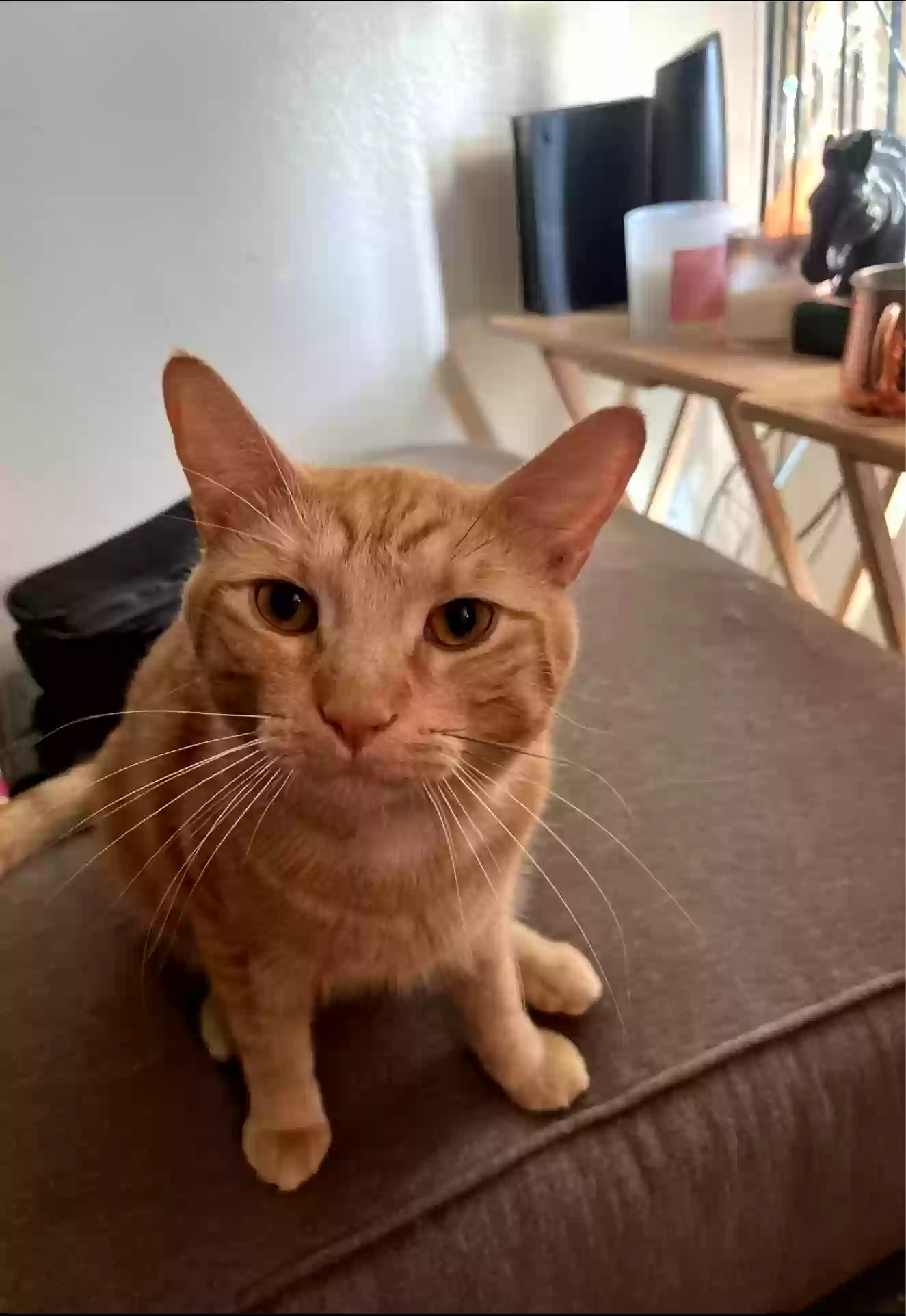 Lost cat in Indio, CA, 92201
