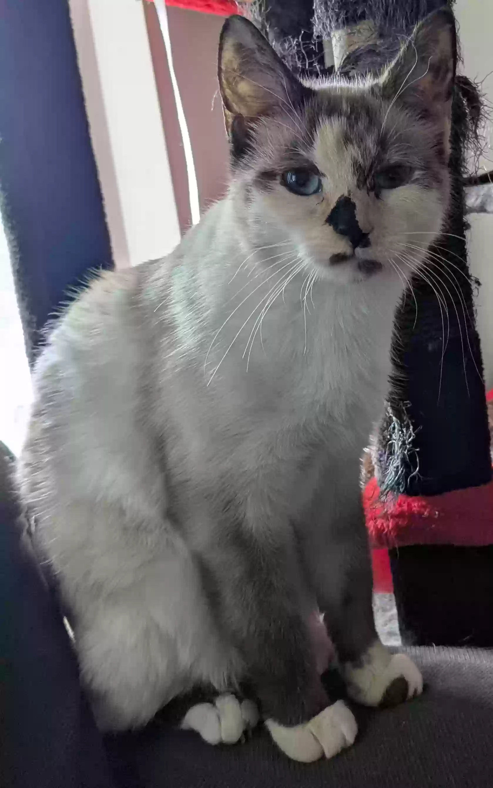 Lost cat in Salt Lake City, UT, 84108