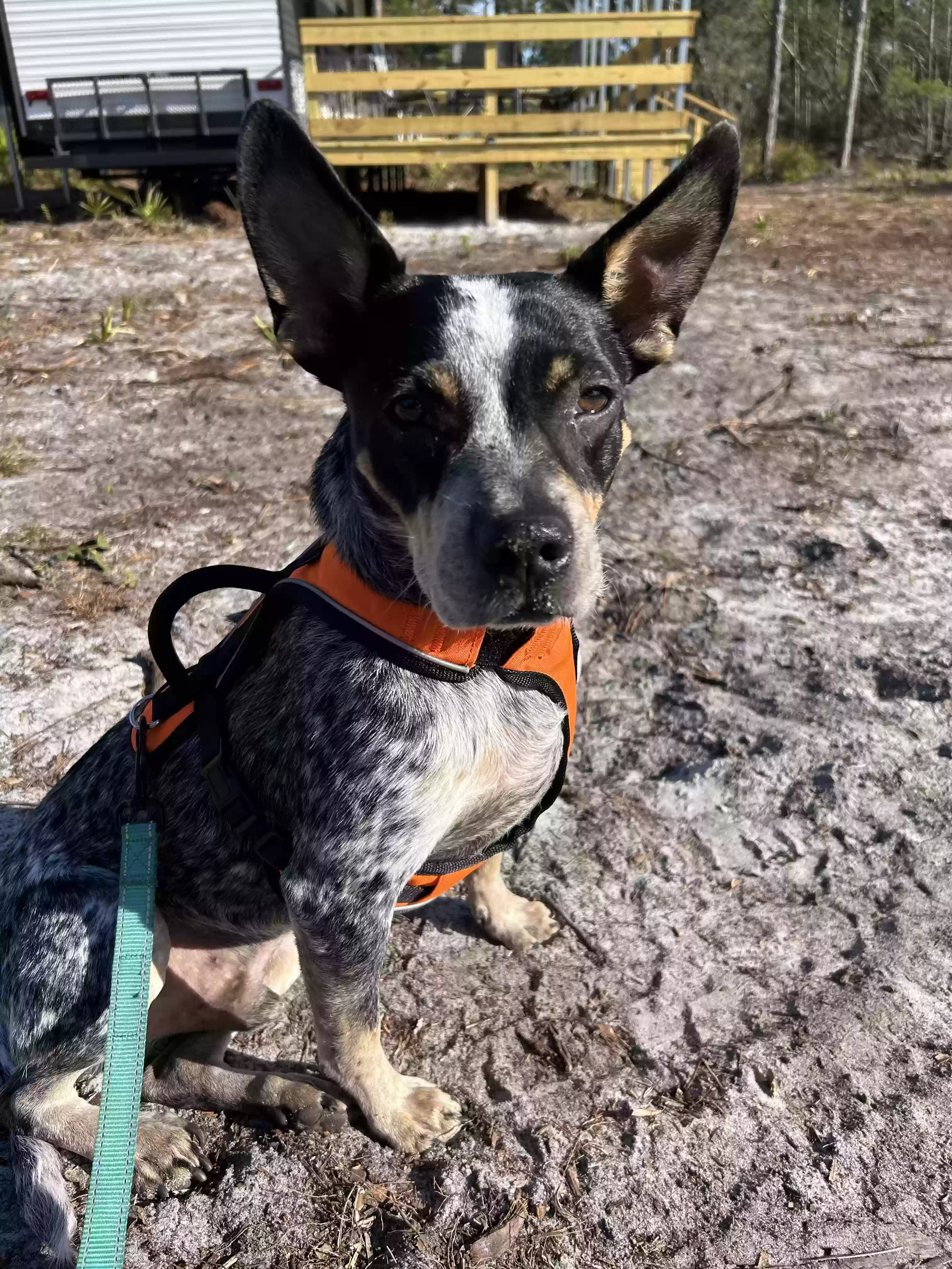 Lost dog in Wellington, FL, 33414