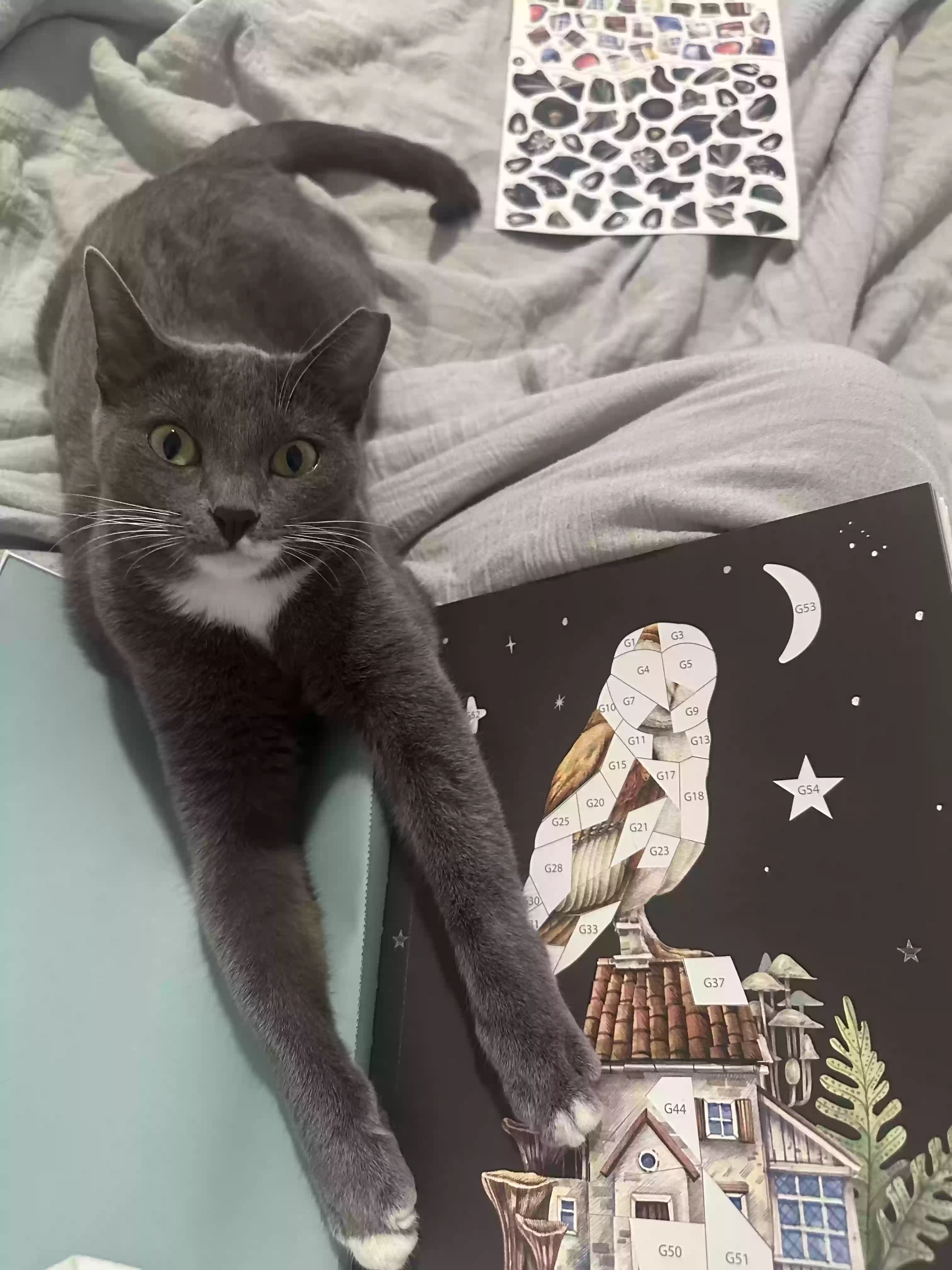 Lost cat in Brookshire, TX, 77423