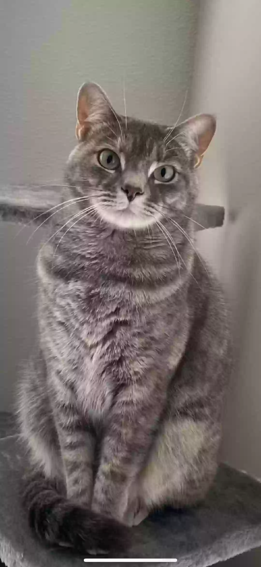 Lost cat in Dickinson, TX, 77539
