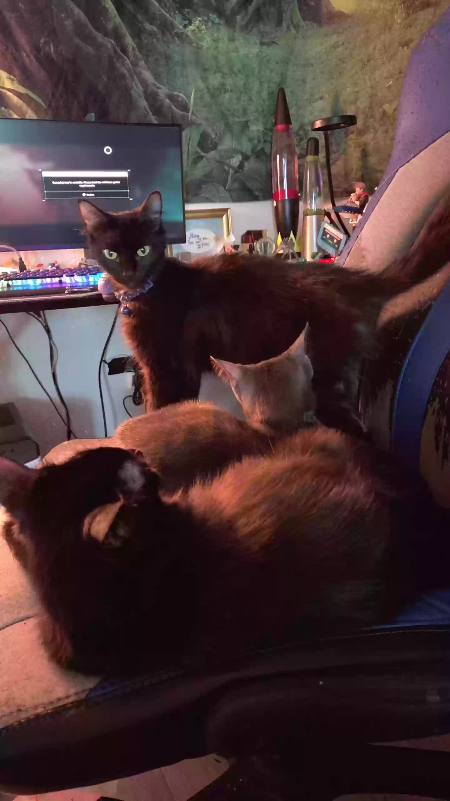 Lost cat in Jacksonville, FL, 32257