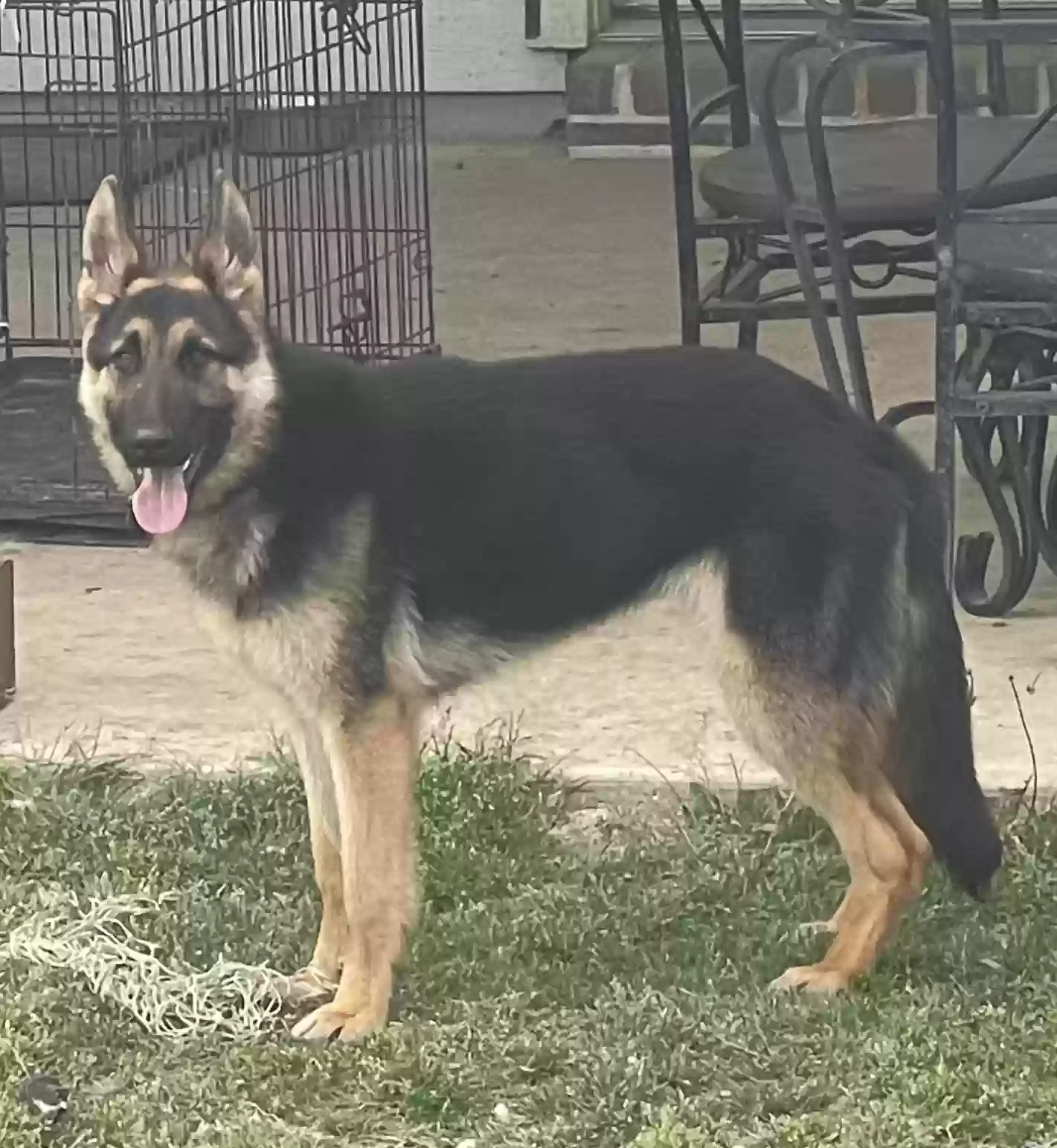 Lost dog in Fort Worth, TX, 76134