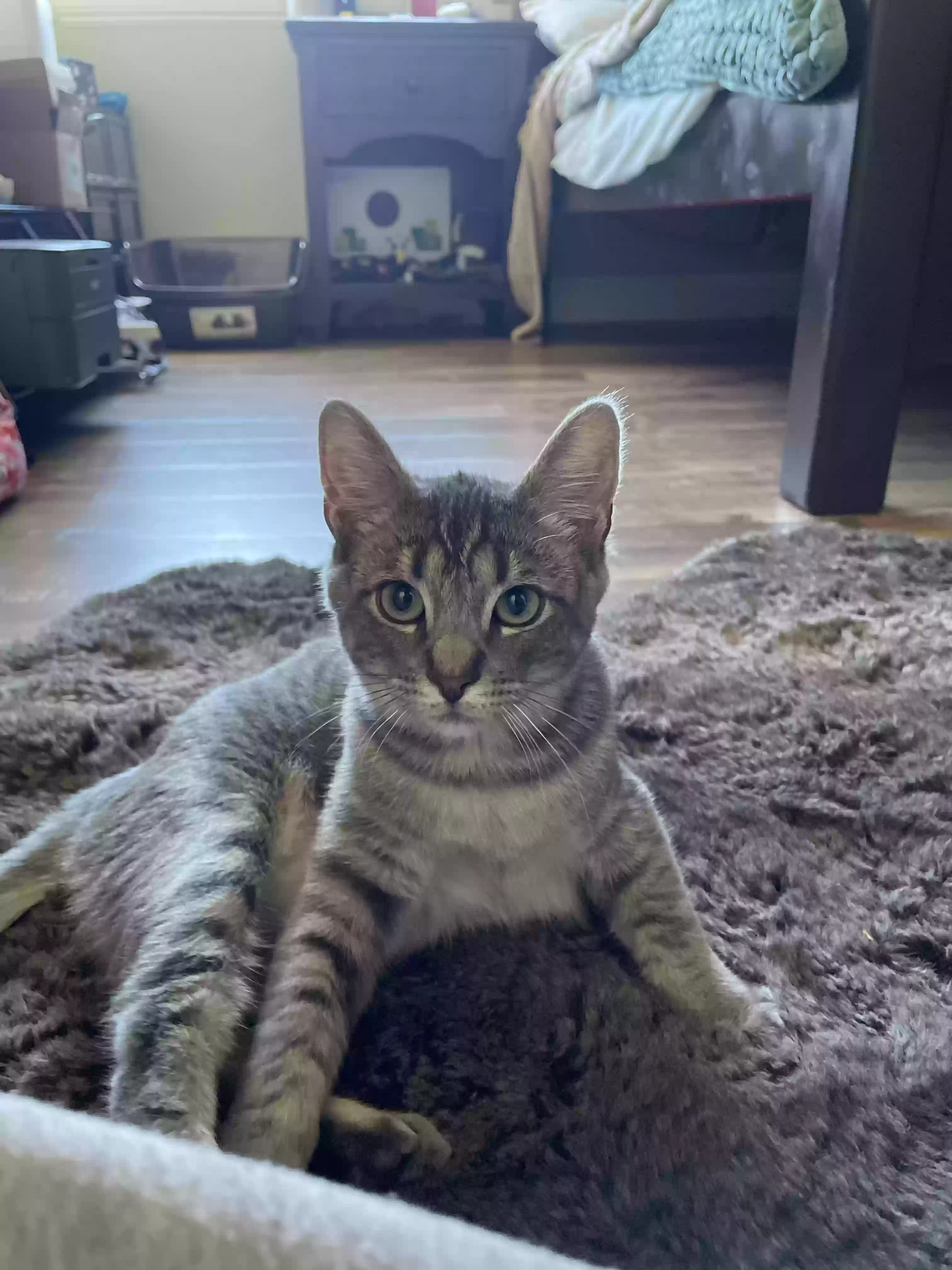 Lost cat in Fremont, CA, 94555