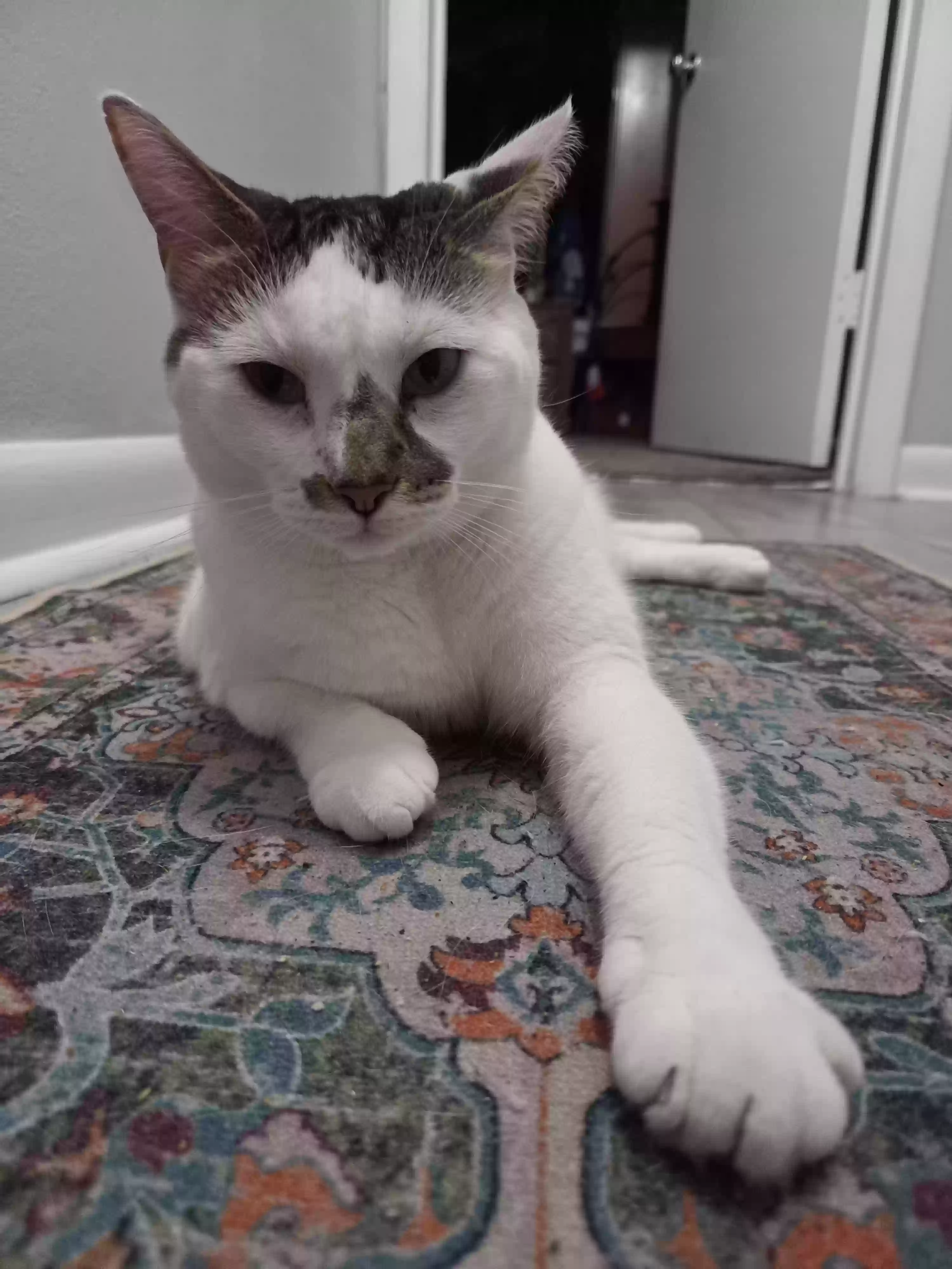 Lost cat in Jacksonville, FL, 32211