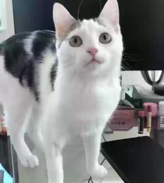 Lost cat in Campbell, CA, 95008
