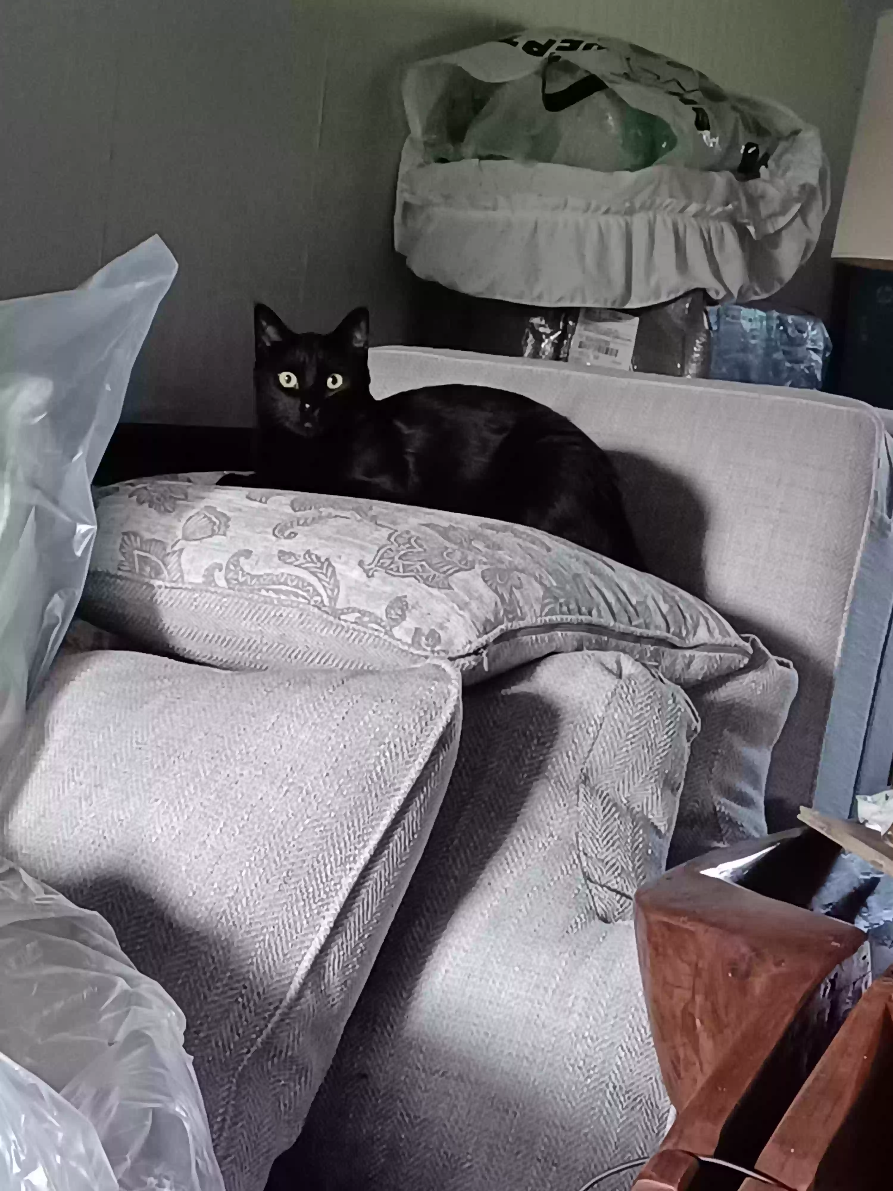 Lost cat in Virginia Beach, VA, 23464