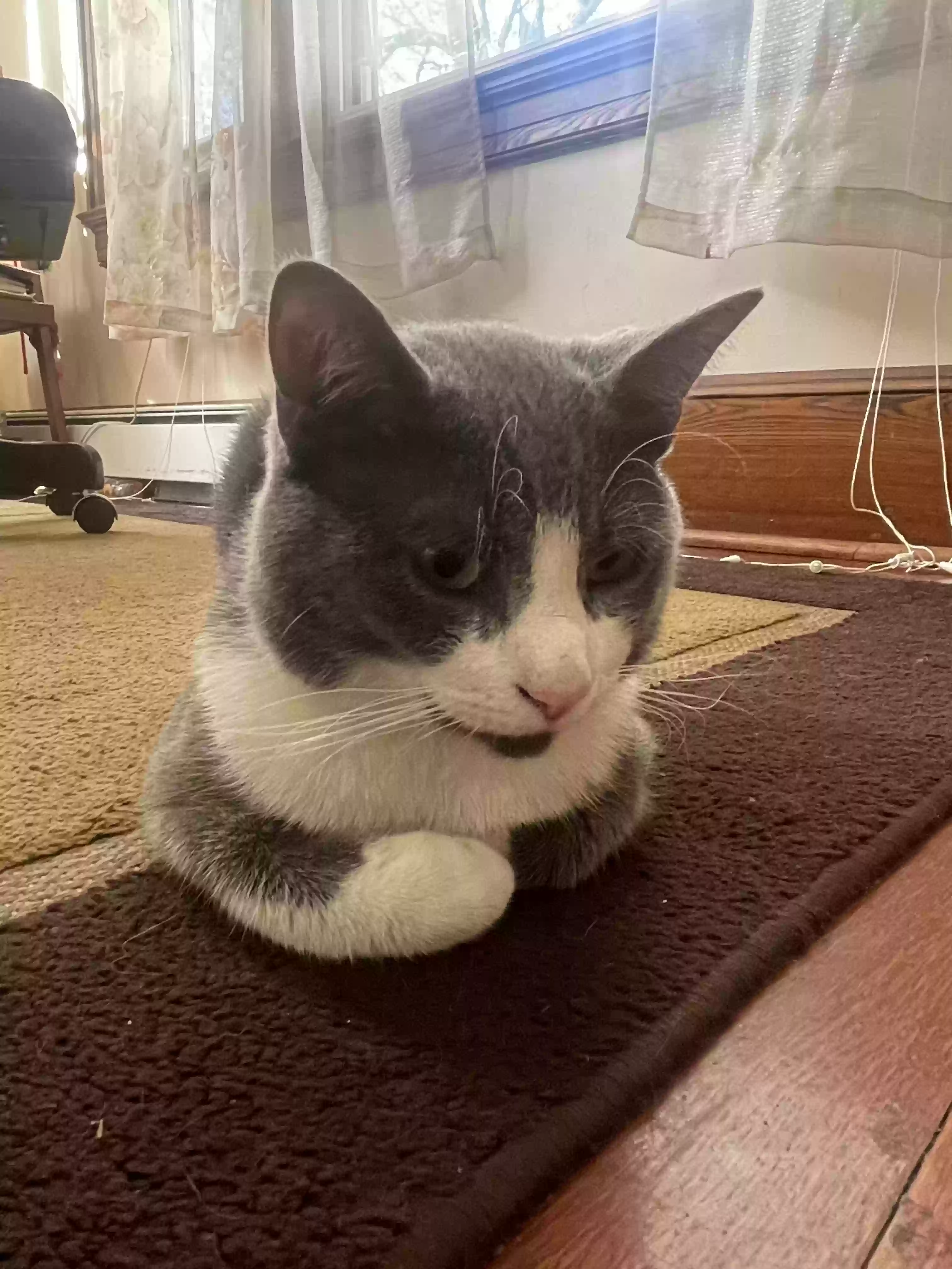 Lost cat in Bridgeport, CT, 6605