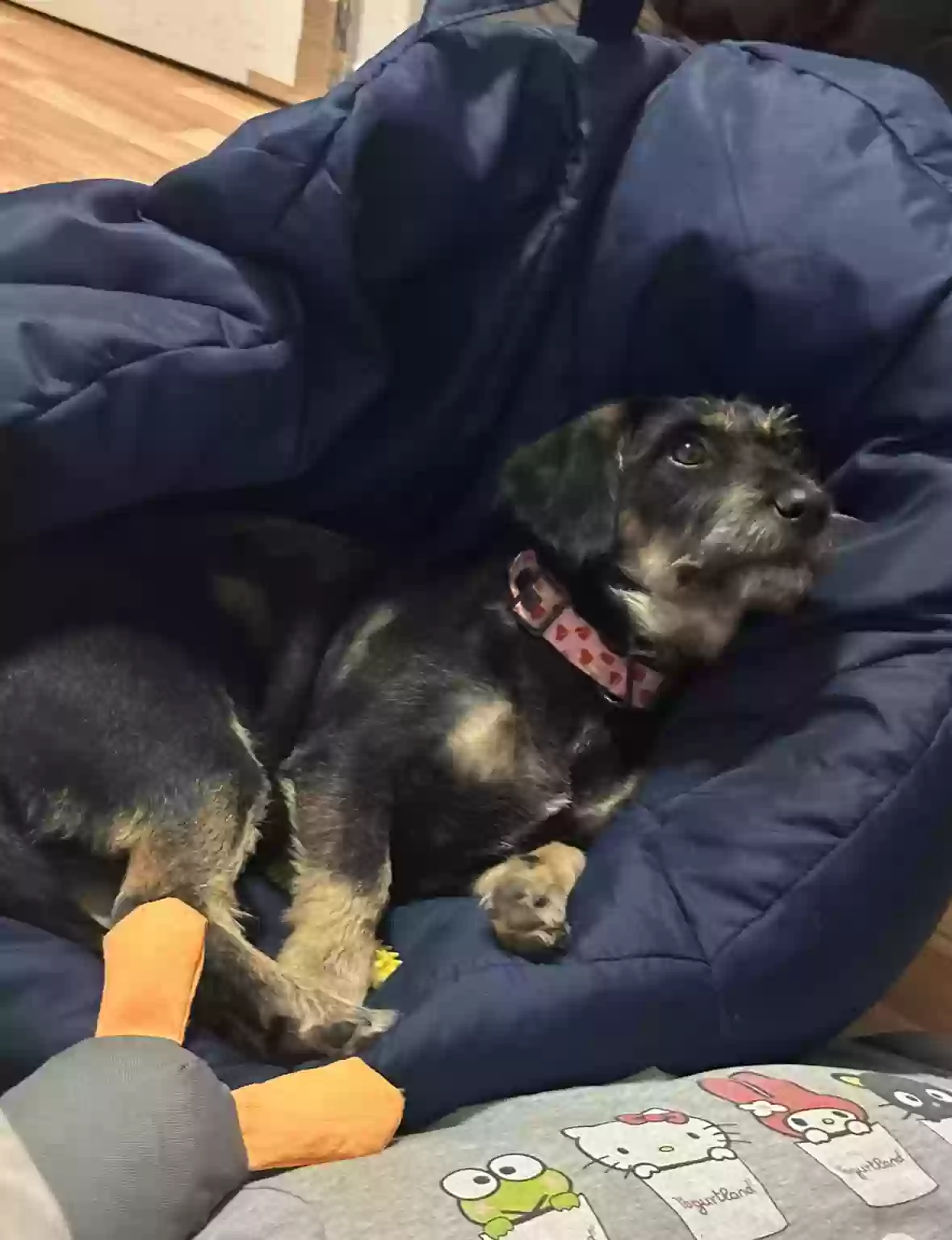 Lost dog in San Antonio, TX, 78204