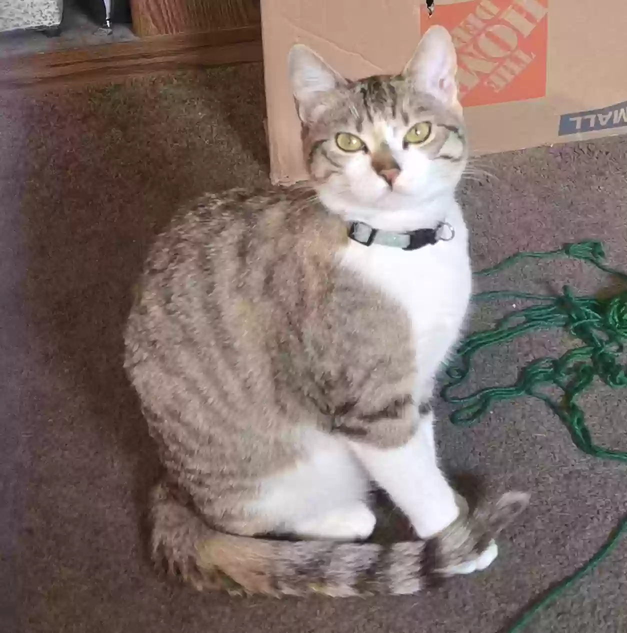 Lost cat in Modesto, CA, 95354