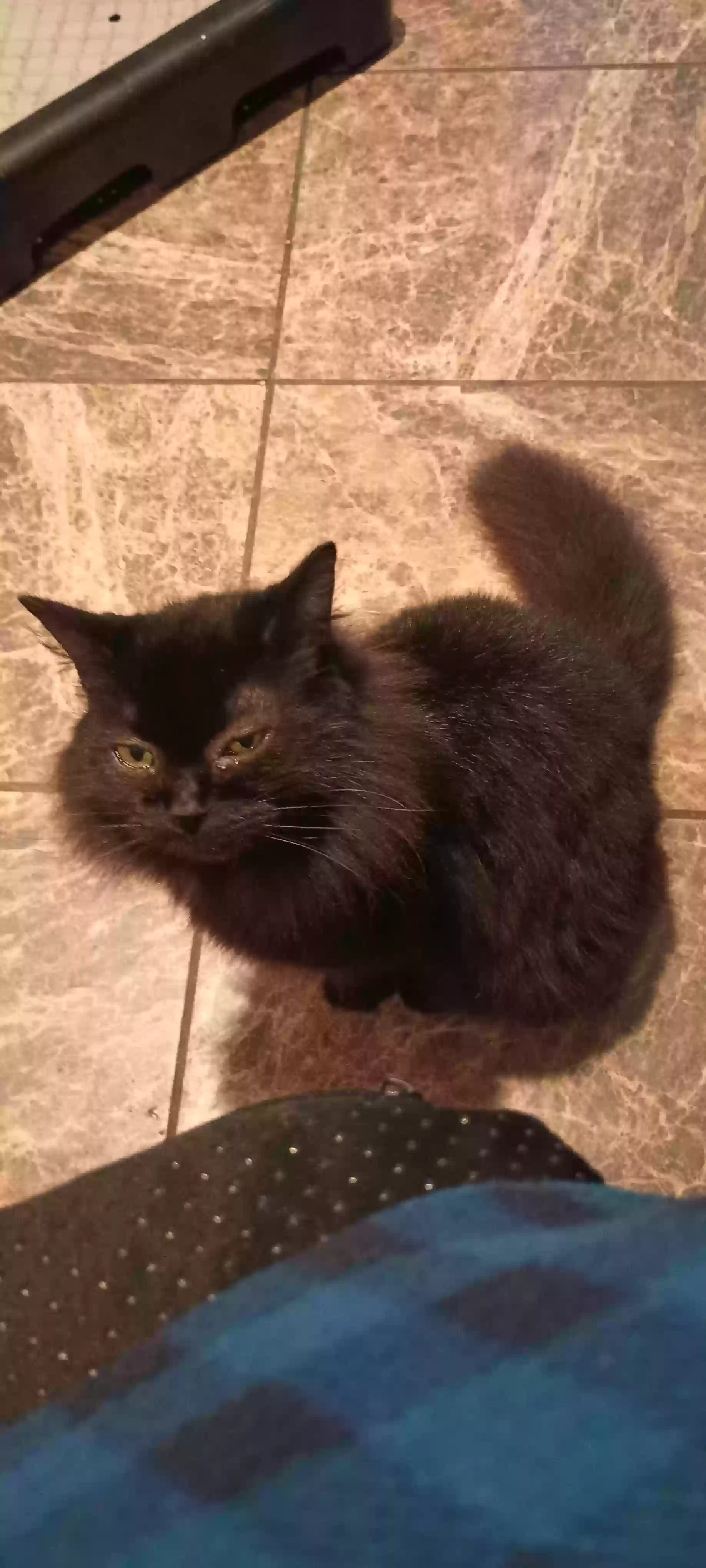 Lost cat in Media, PA, 19063
