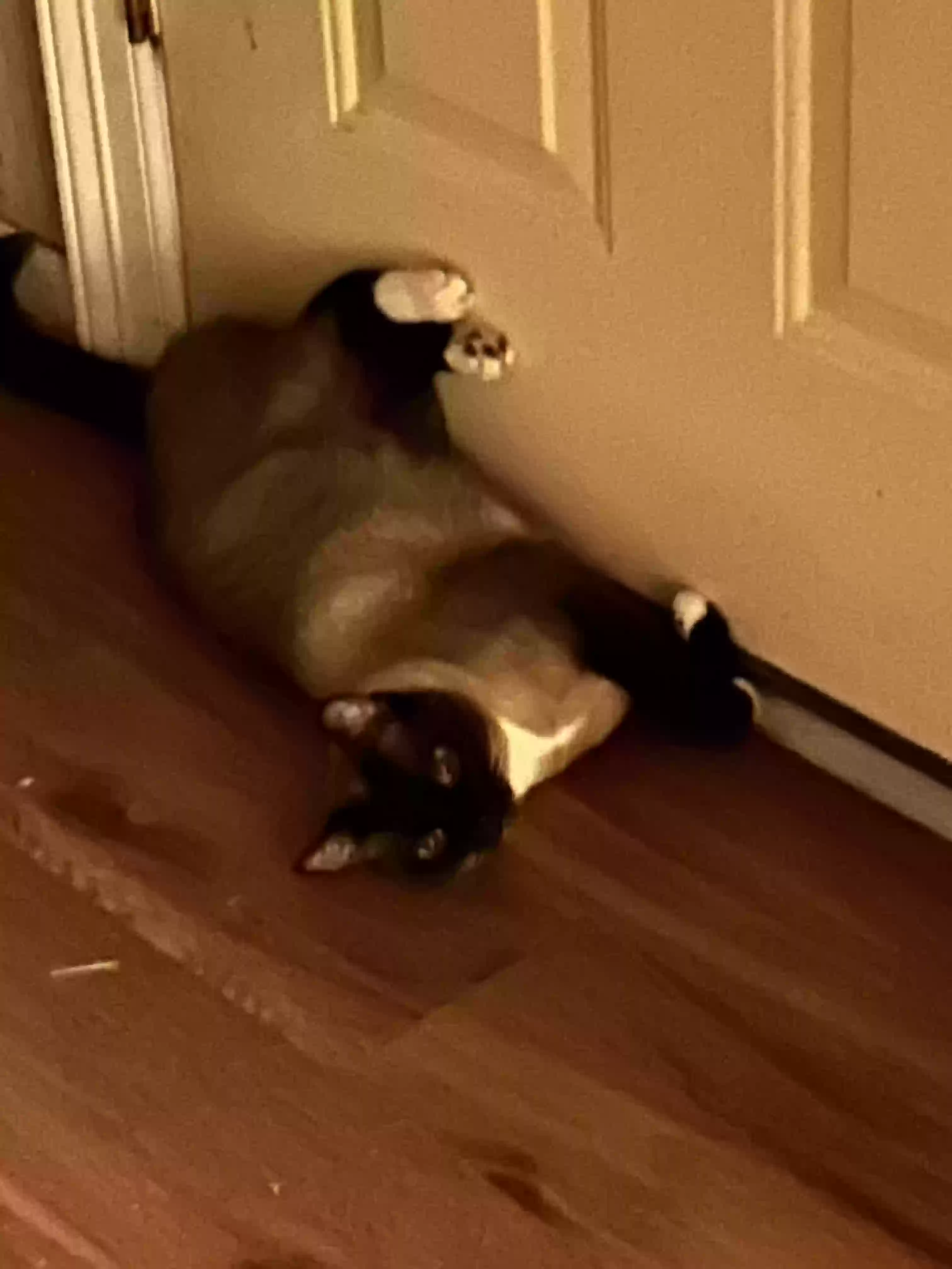 Lost cat in Angleton, TX, 77515