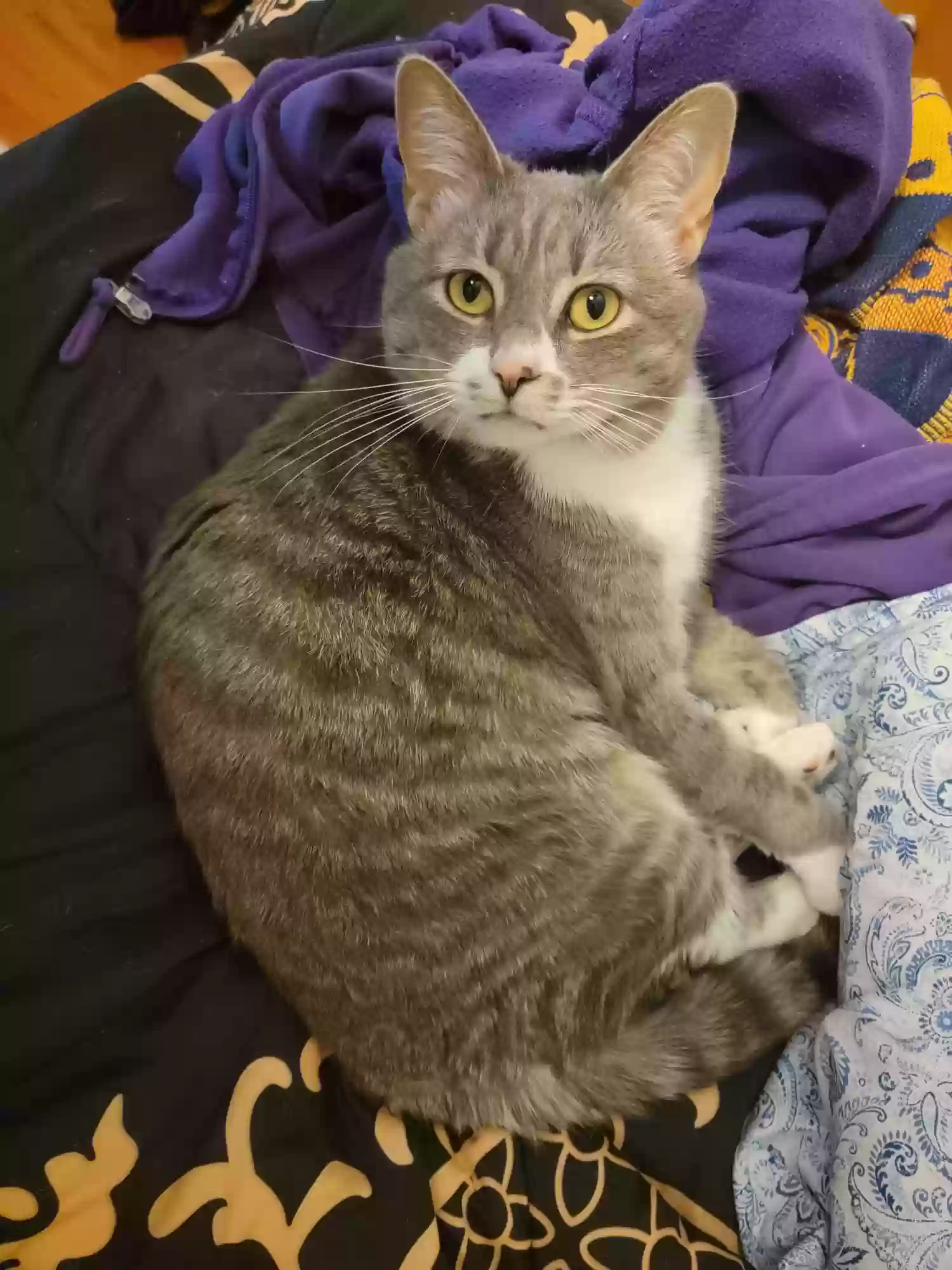 Lost cat in Powder Springs, GA, 30127