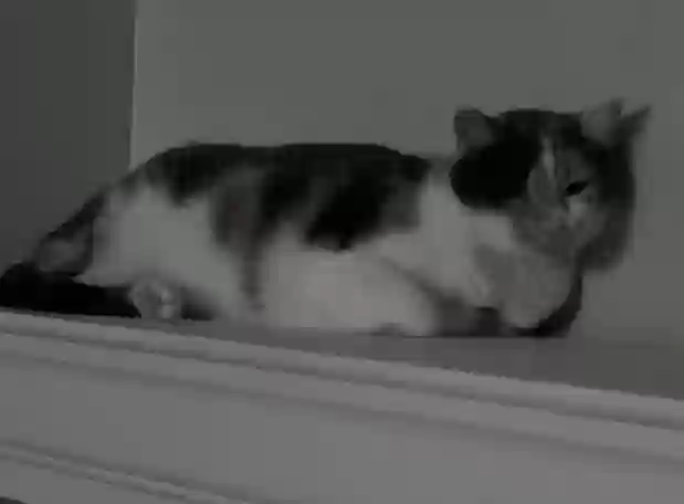 Lost cat in Waynesboro, GA, 30830