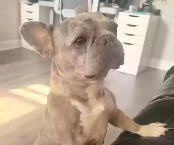 Lost dog in North Bergen, NJ, 7047