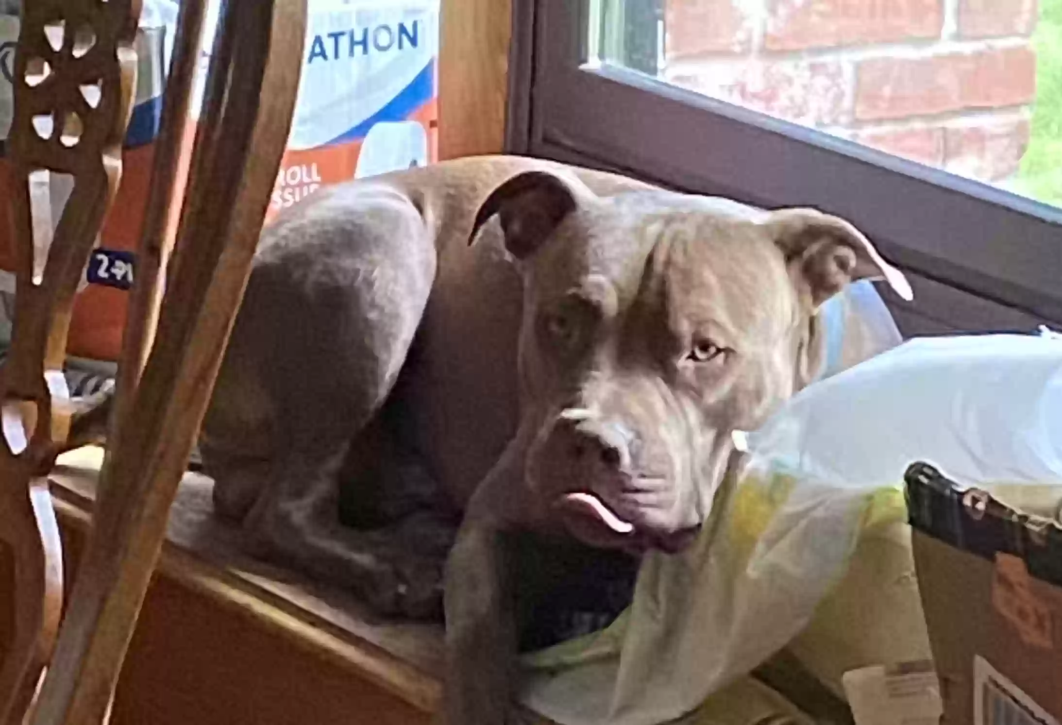 Lost dog in Jones, OK, 73049