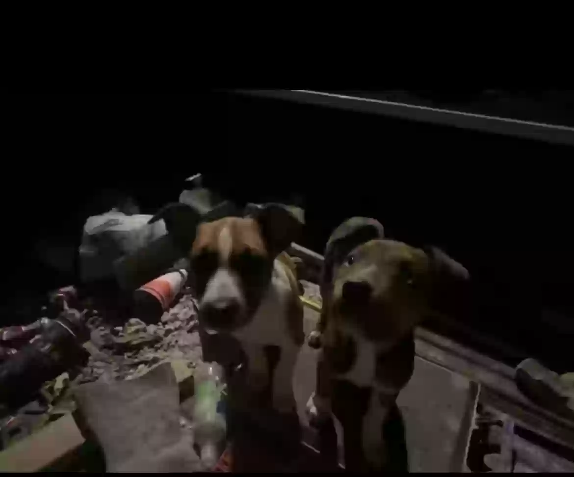 Found dog in Springfield, MO, 65802