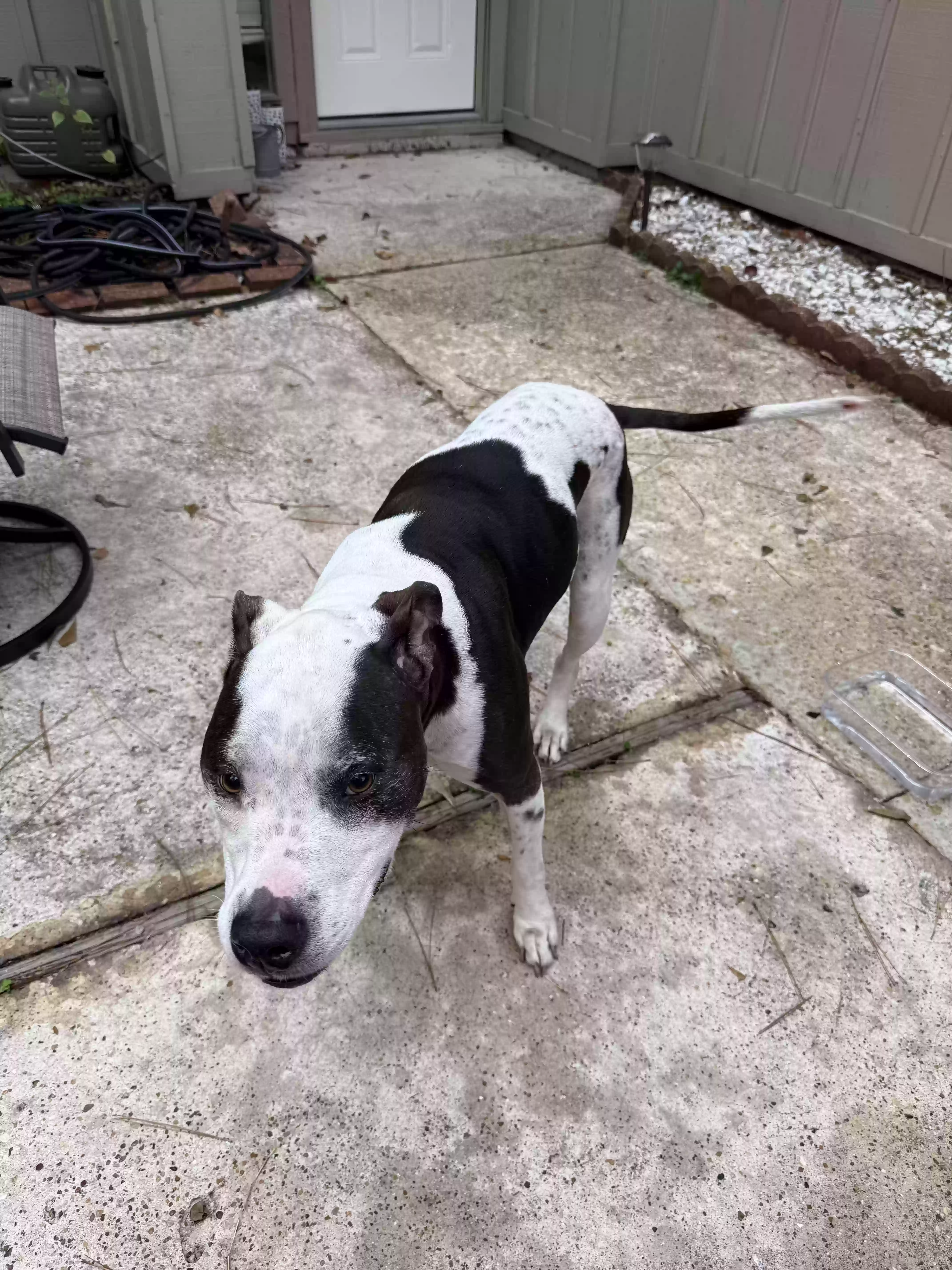 Found dog in Spring, TX, 77380