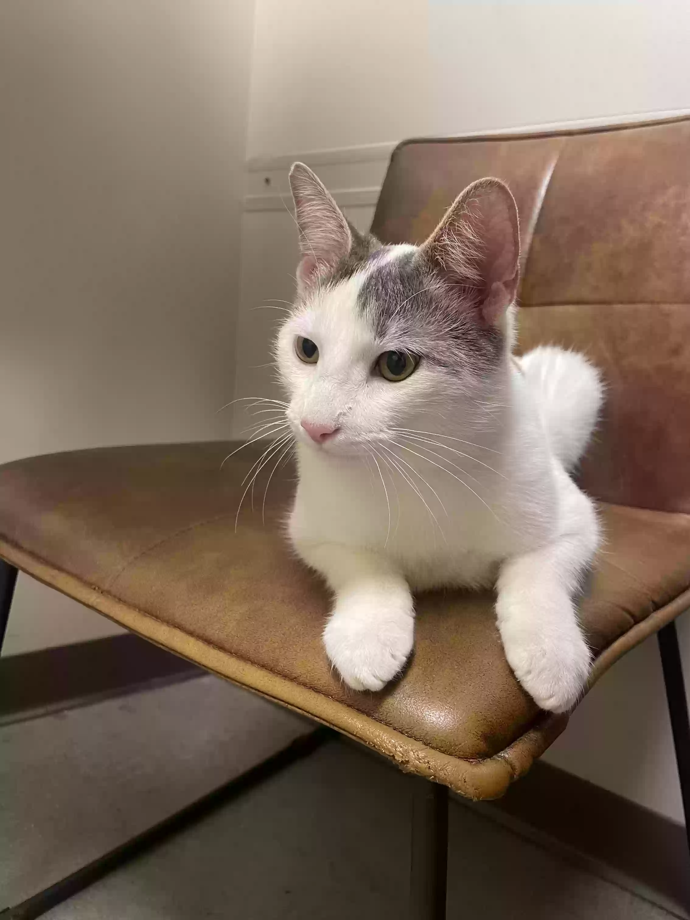 Lost cat in Middle Village, NY, 11379