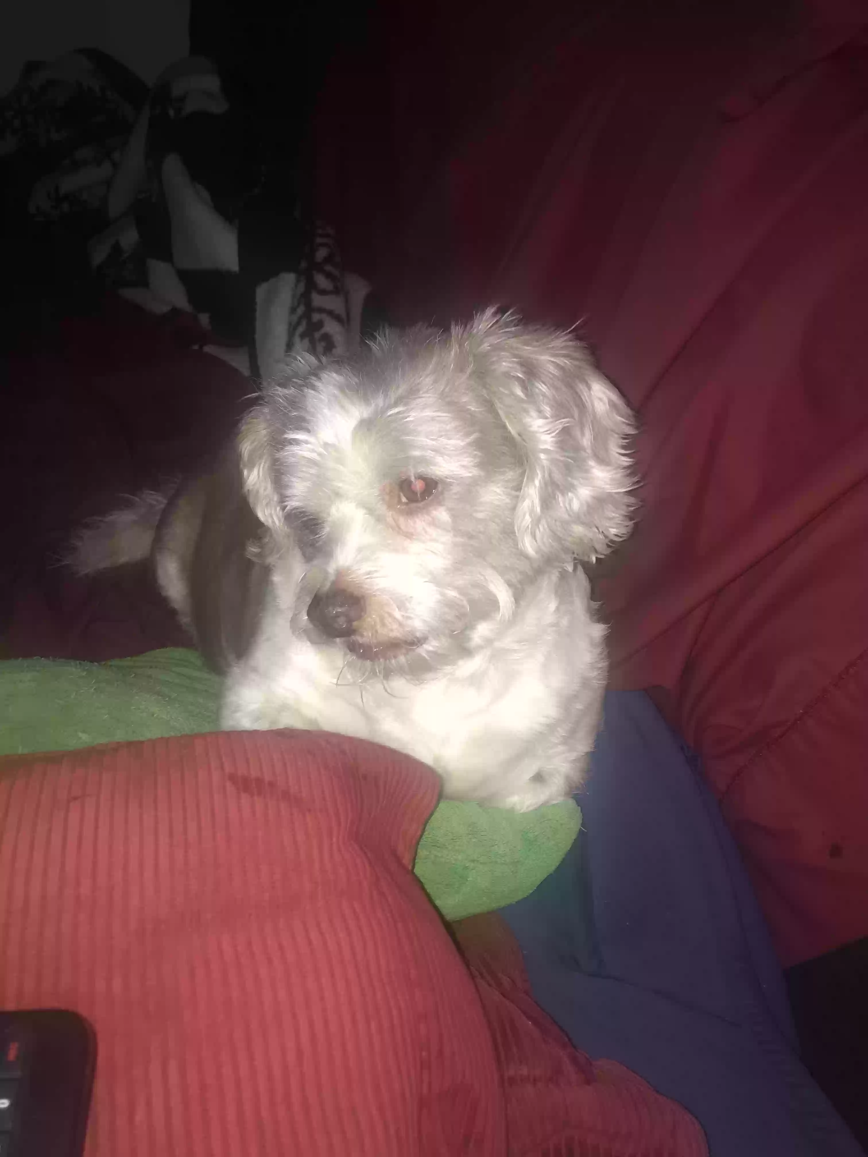 Lost dog in Frankford, DE, 19945