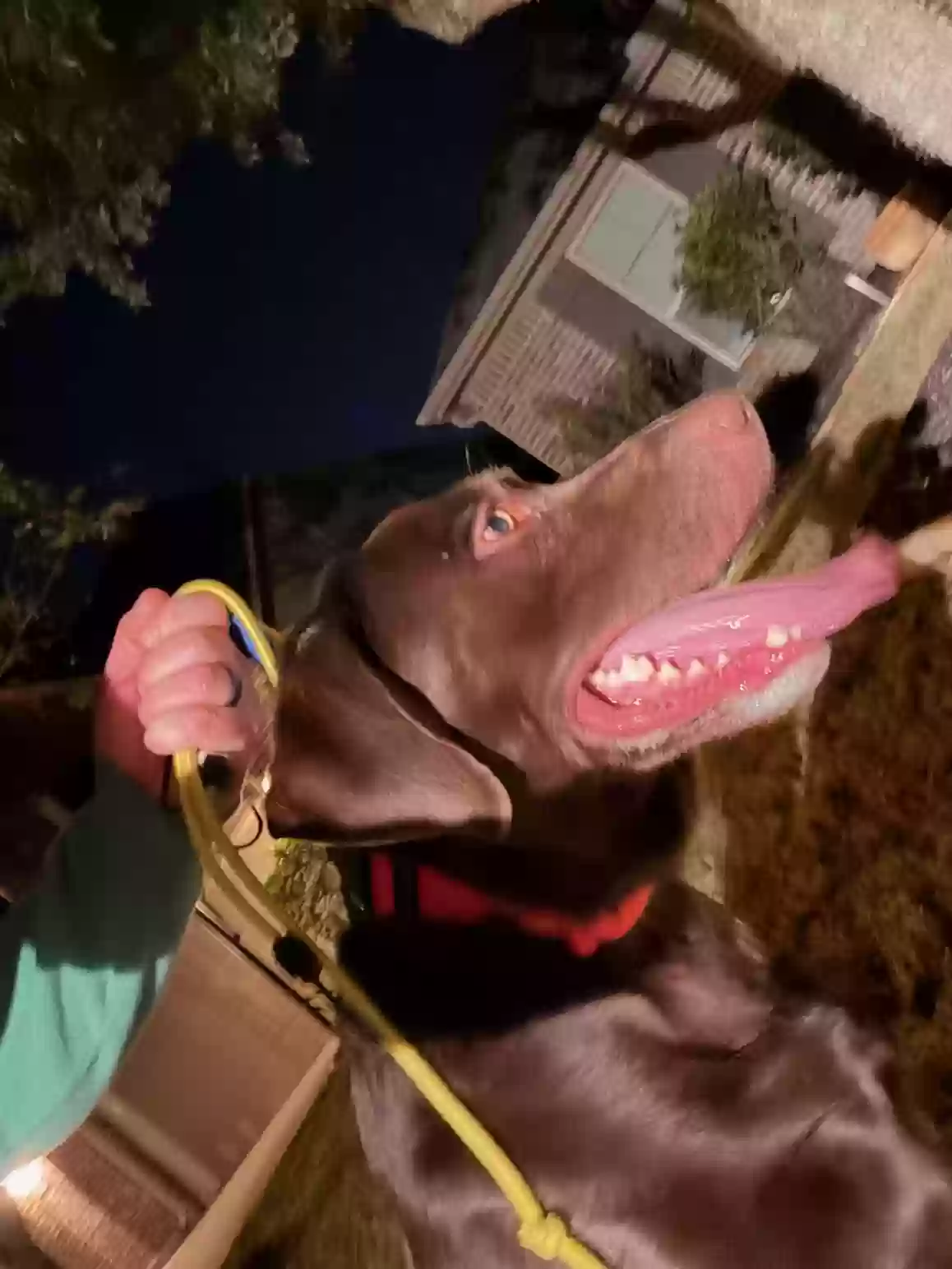 Found dog in Katy, TX, 77494