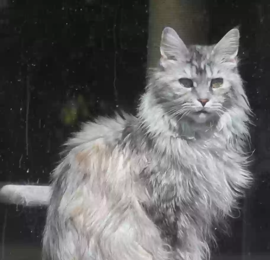 Lost cat in Albion, MI, 49224