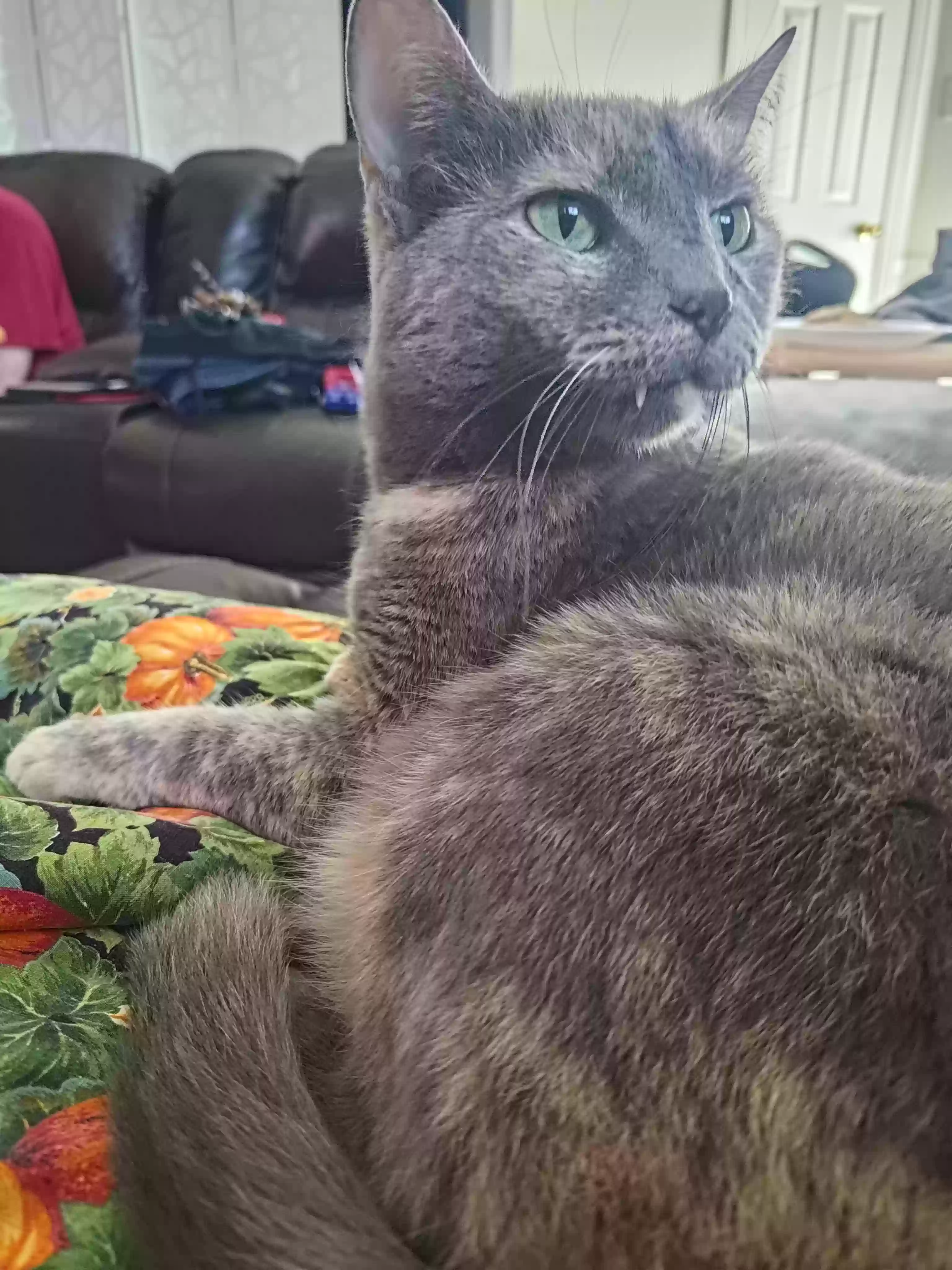 Lost cat in Carrollton, TX, 75007