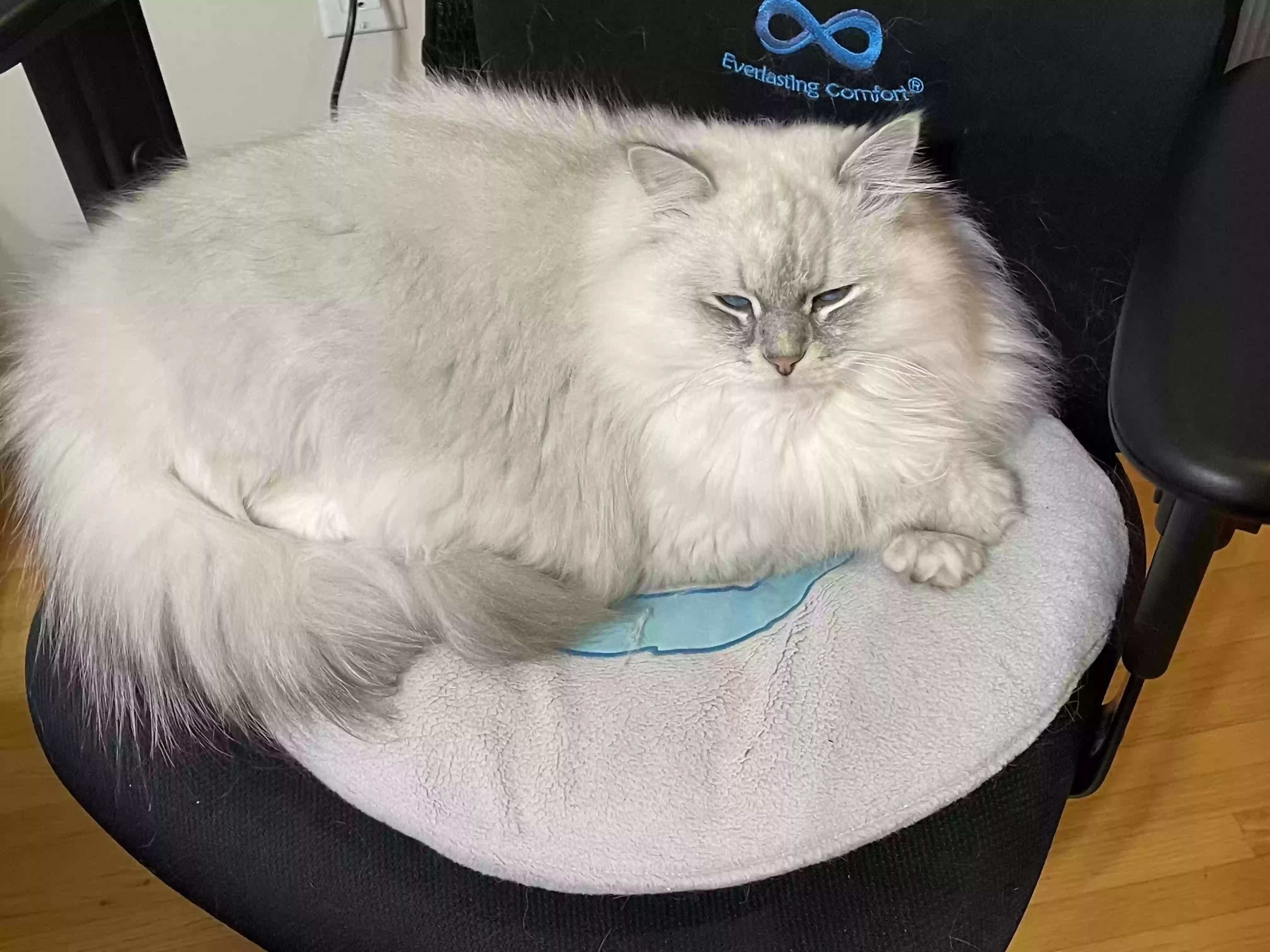 Lost cat in Princeton, NJ, 8540
