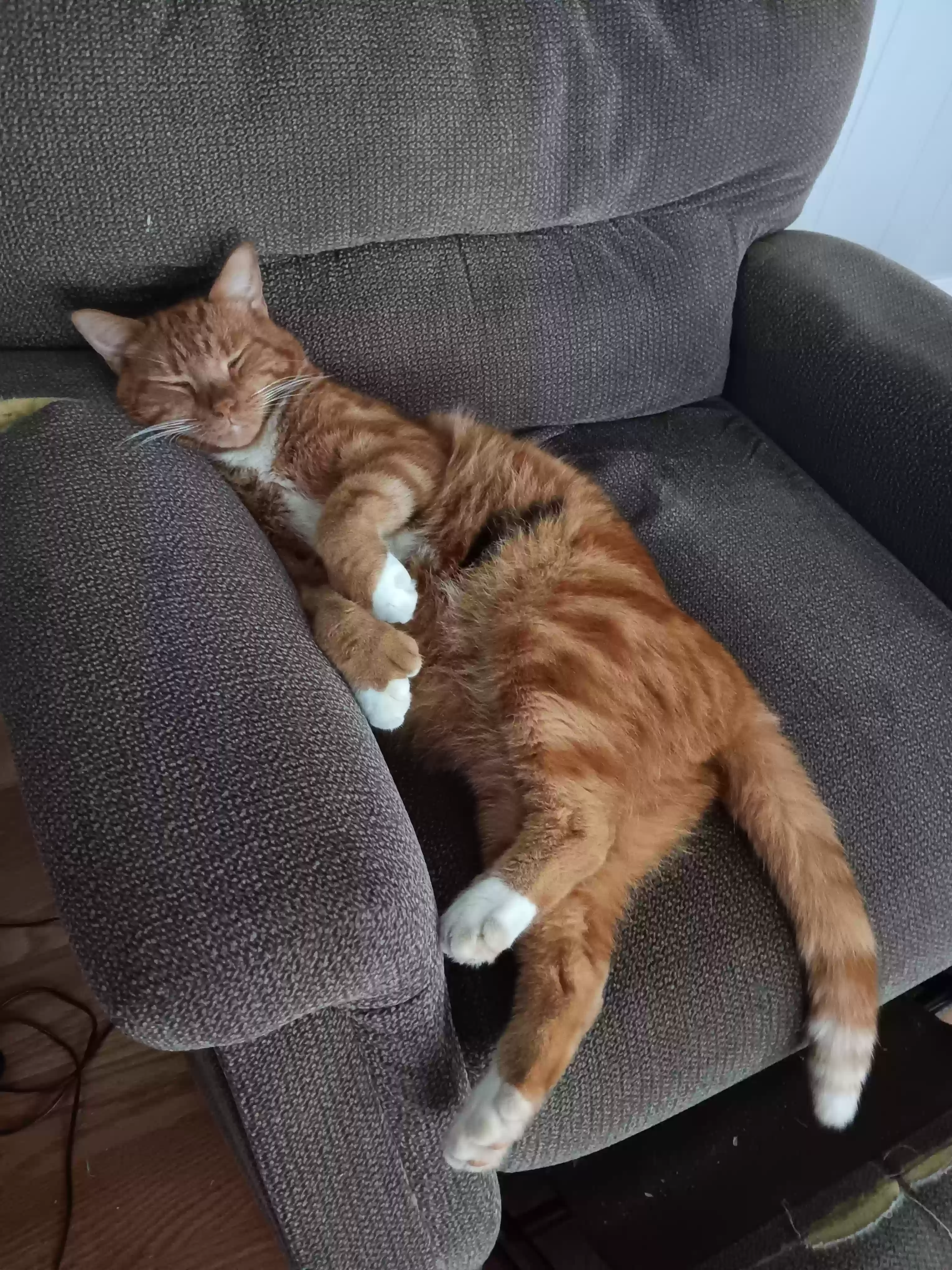 Lost cat in Okeechobee, FL, 34974