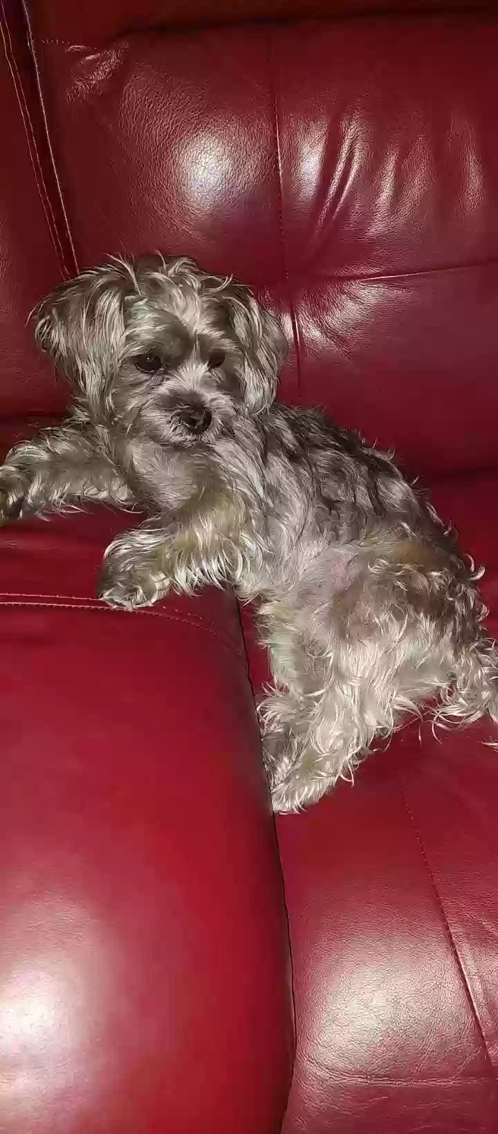 Lost dog in Hempstead, TX, 77445