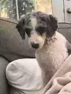Lost dog in Downingtown, PA, 19335
