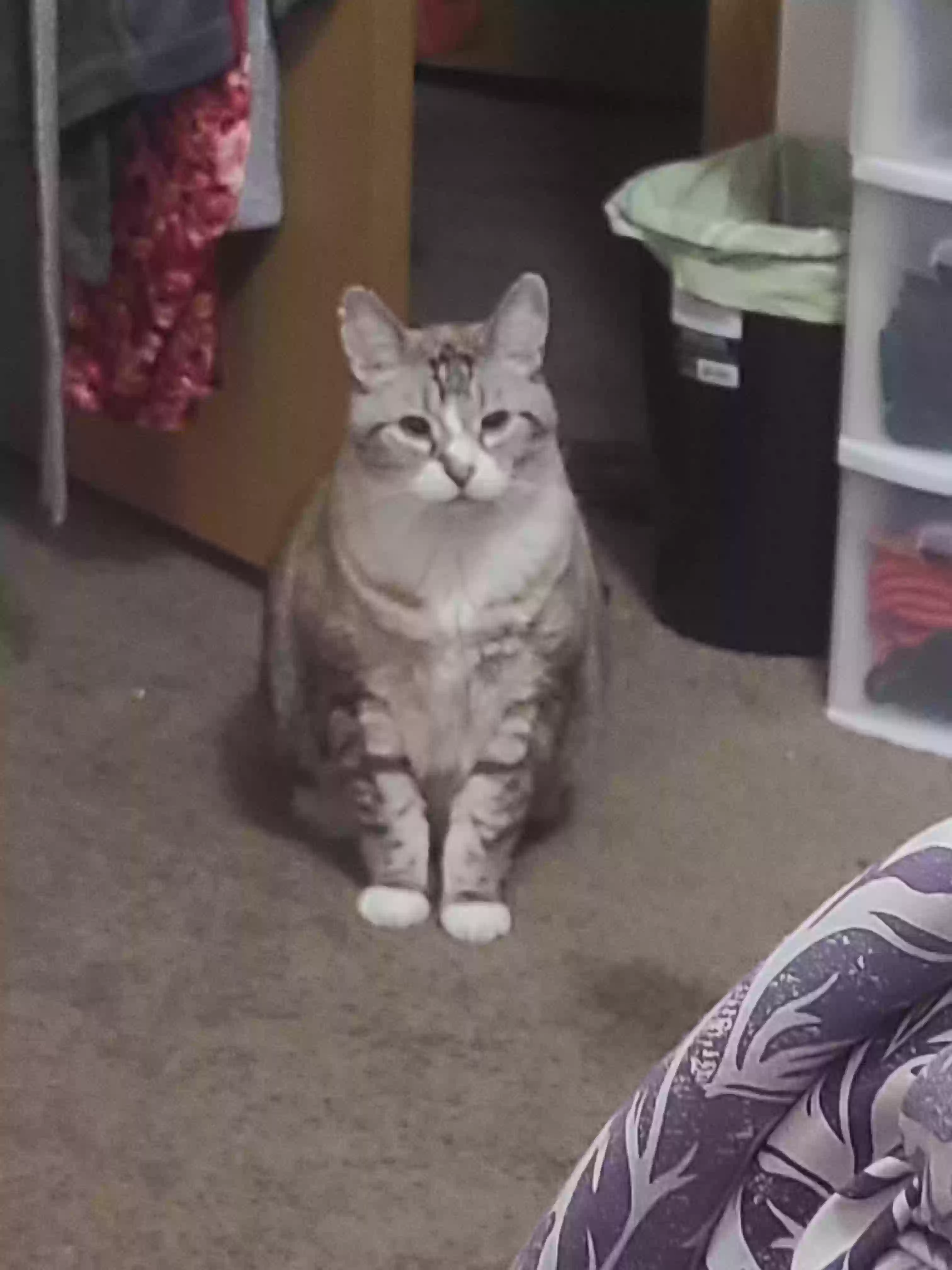 Lost cat in Bellingham, WA, 98225