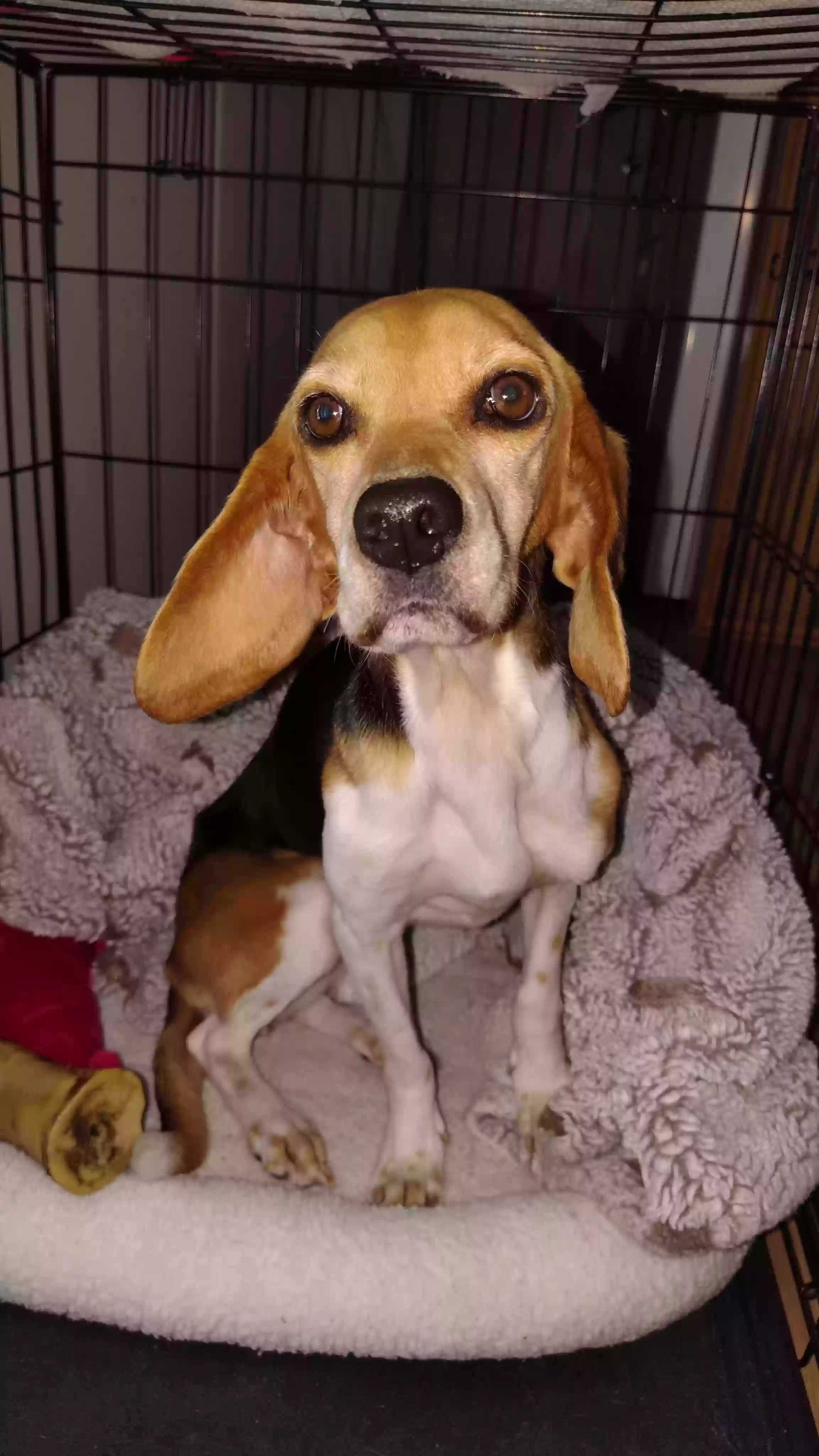 Lost dog in Clifton, TX, 76634