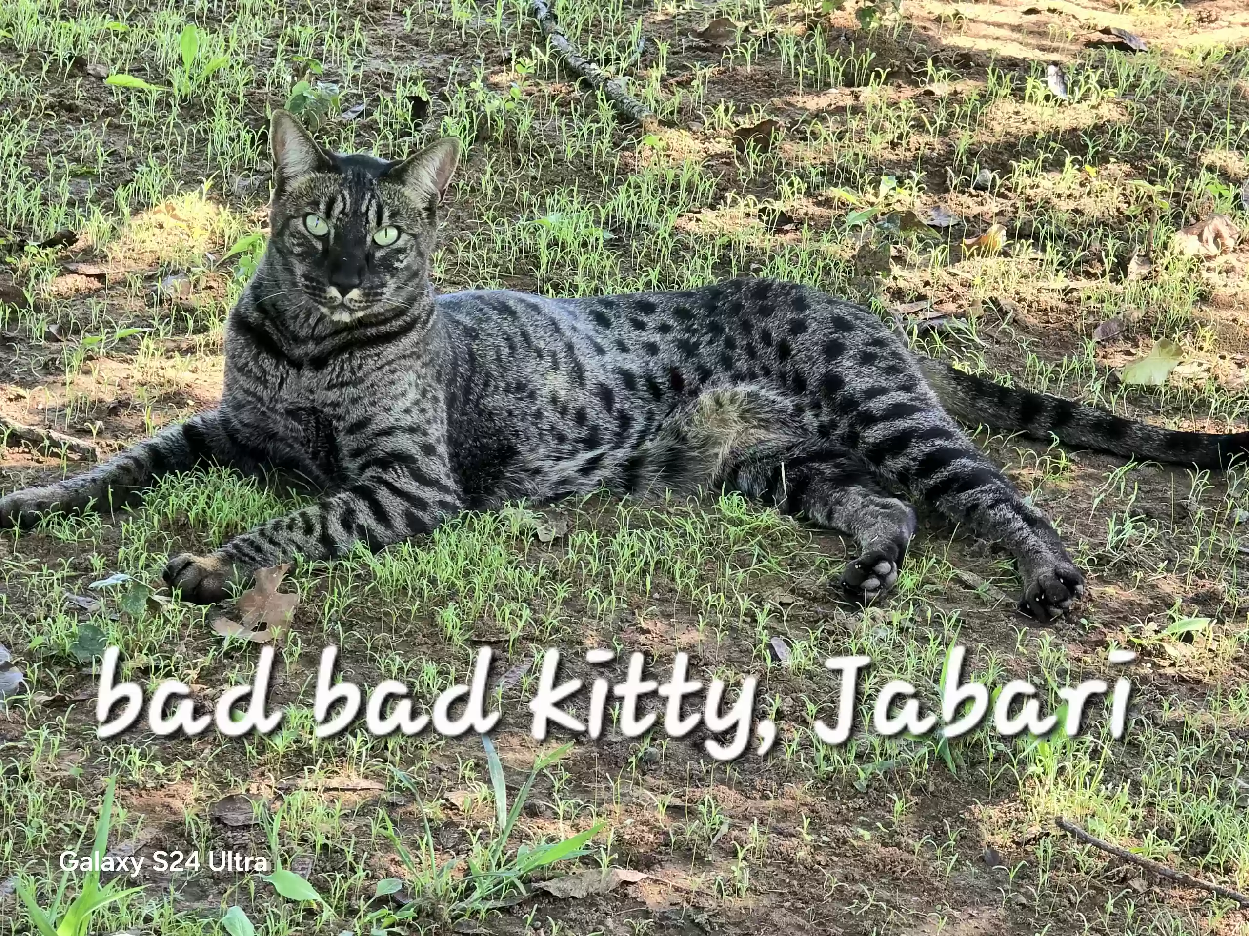 Lost cat in Harrah, OK, 73045